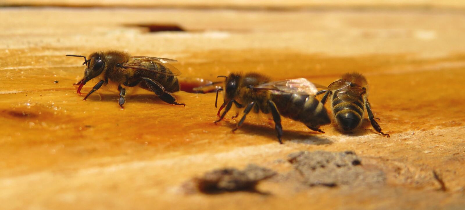 Canon PowerShot SX50 HS sample photo. Bee, bees, honey, bees photography