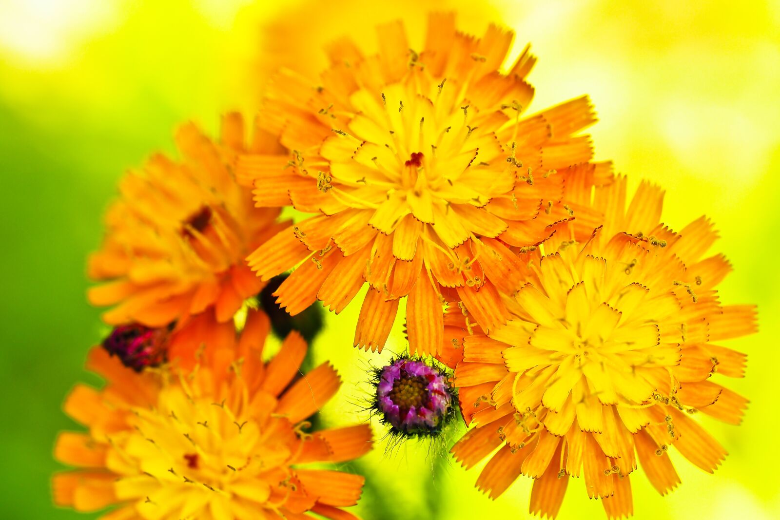 Olympus OM-D E-M10 sample photo. Flower, prairie flower, wild photography