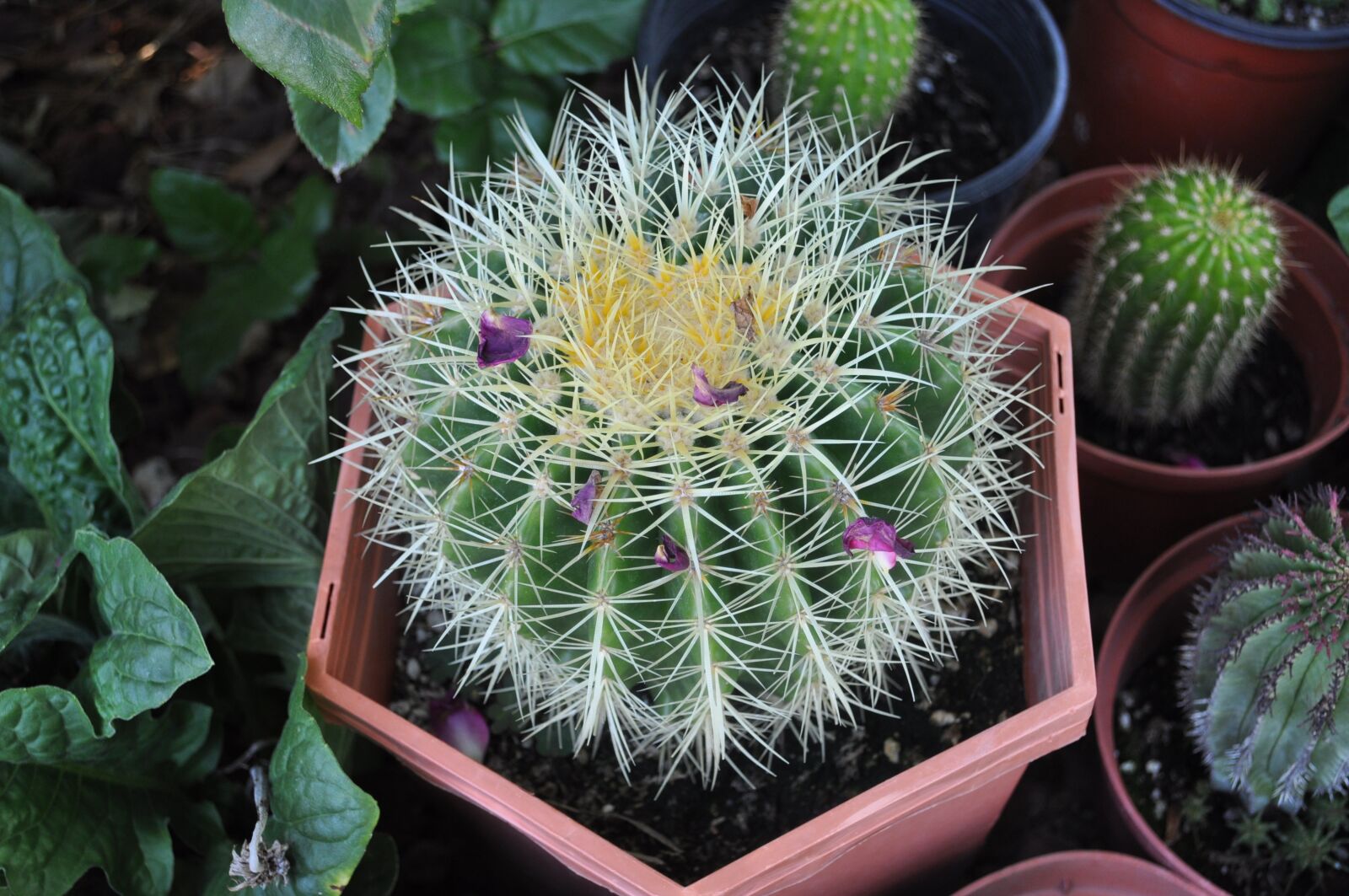 Nikon D5000 sample photo. Cactus, plant, cacti photography