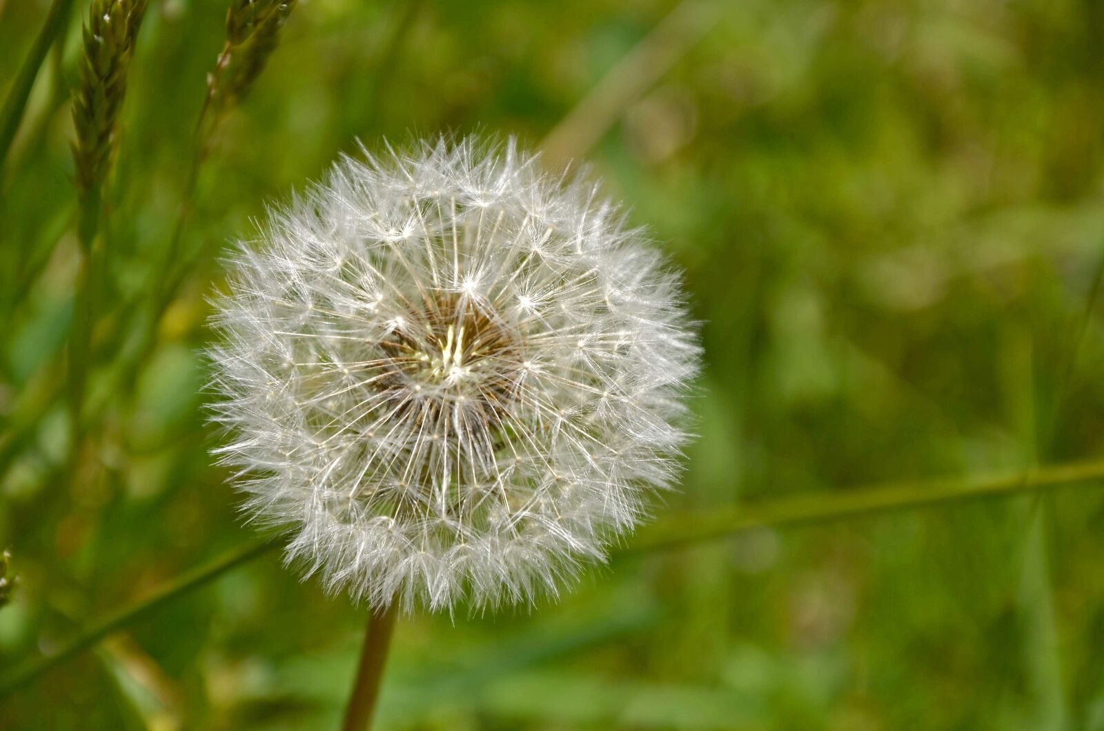 Nikon D5100 sample photo. Dandelion, macro, close up photography