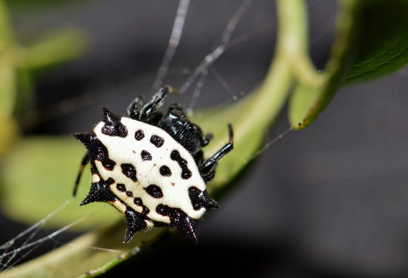 Nikon D5300 sample photo. Spider, orb spider, orb photography