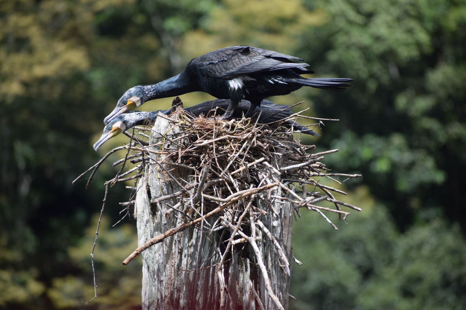 Nikon D5300 sample photo. Cormorant, bird, couple photography