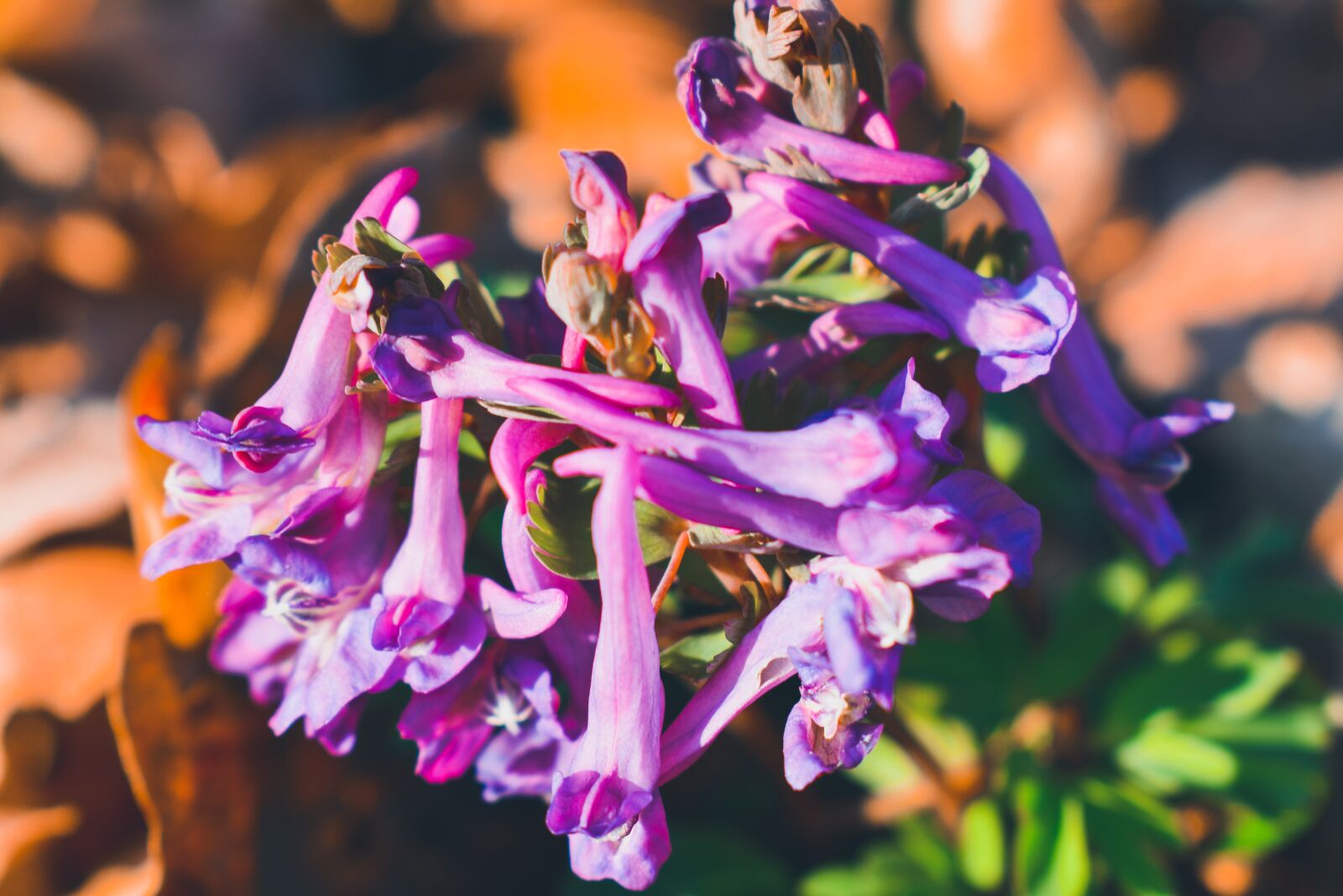 Nikon D3500 sample photo. Flowers, nature, spring photography