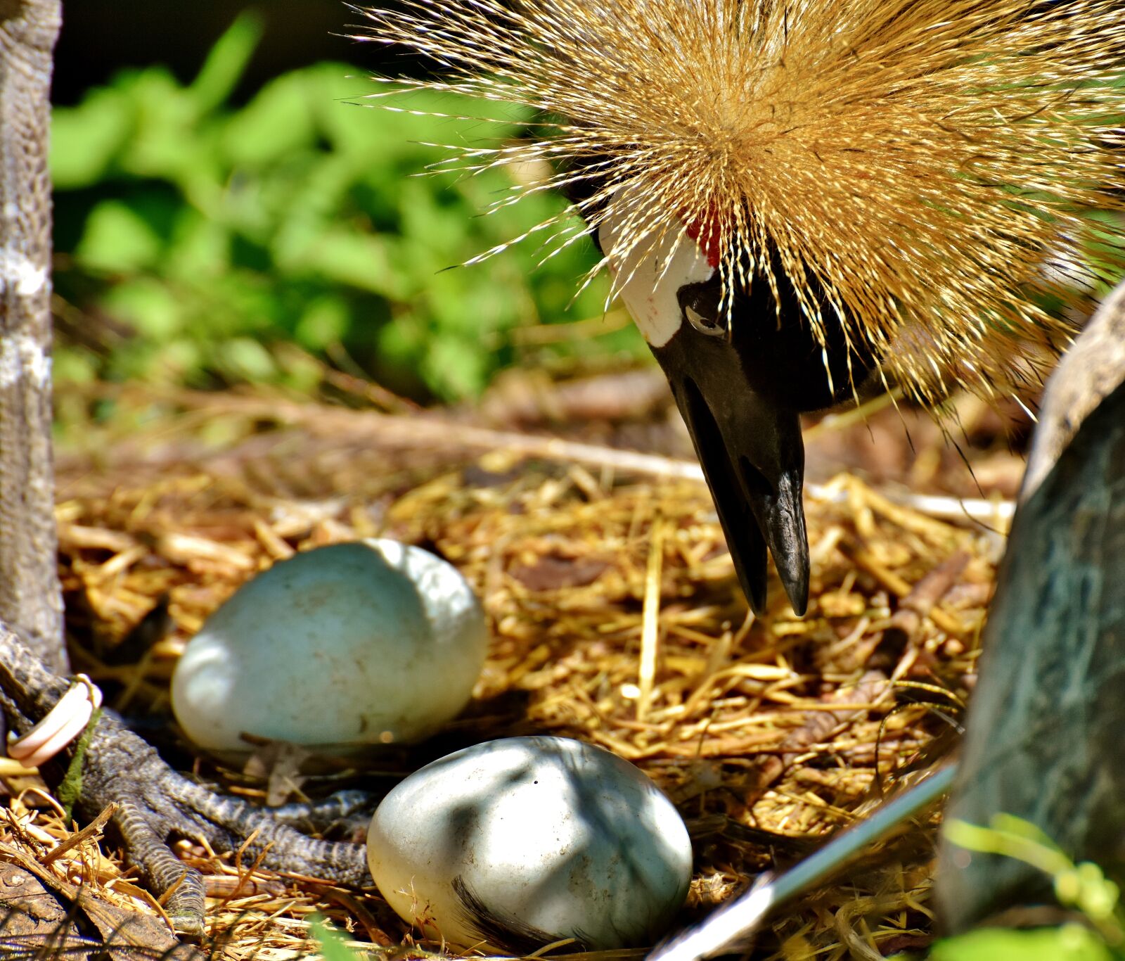 Nikon D7200 sample photo. Grey crowned crane, egg photography
