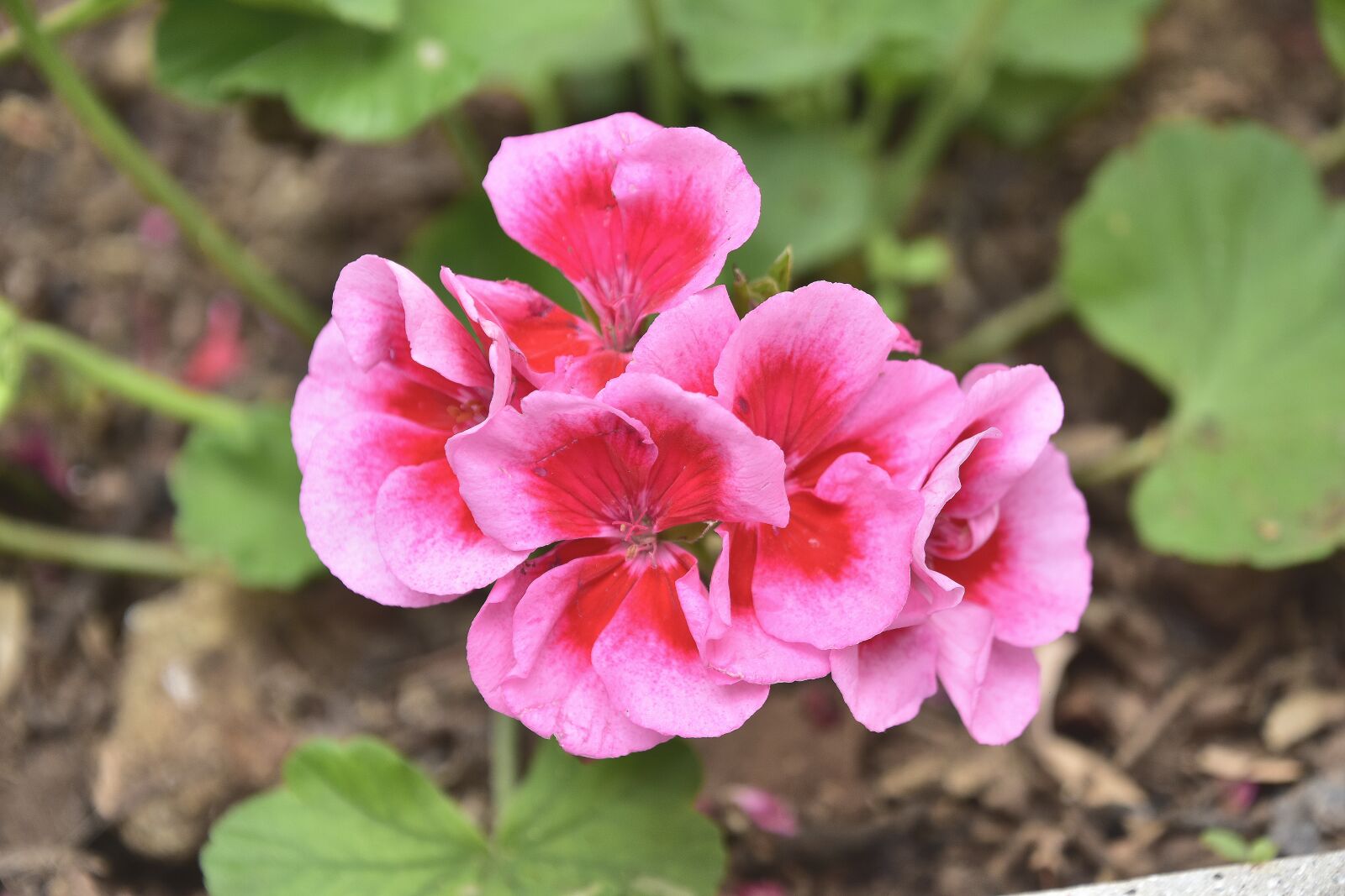 Nikon D7200 sample photo. Flora, garden, nature photography