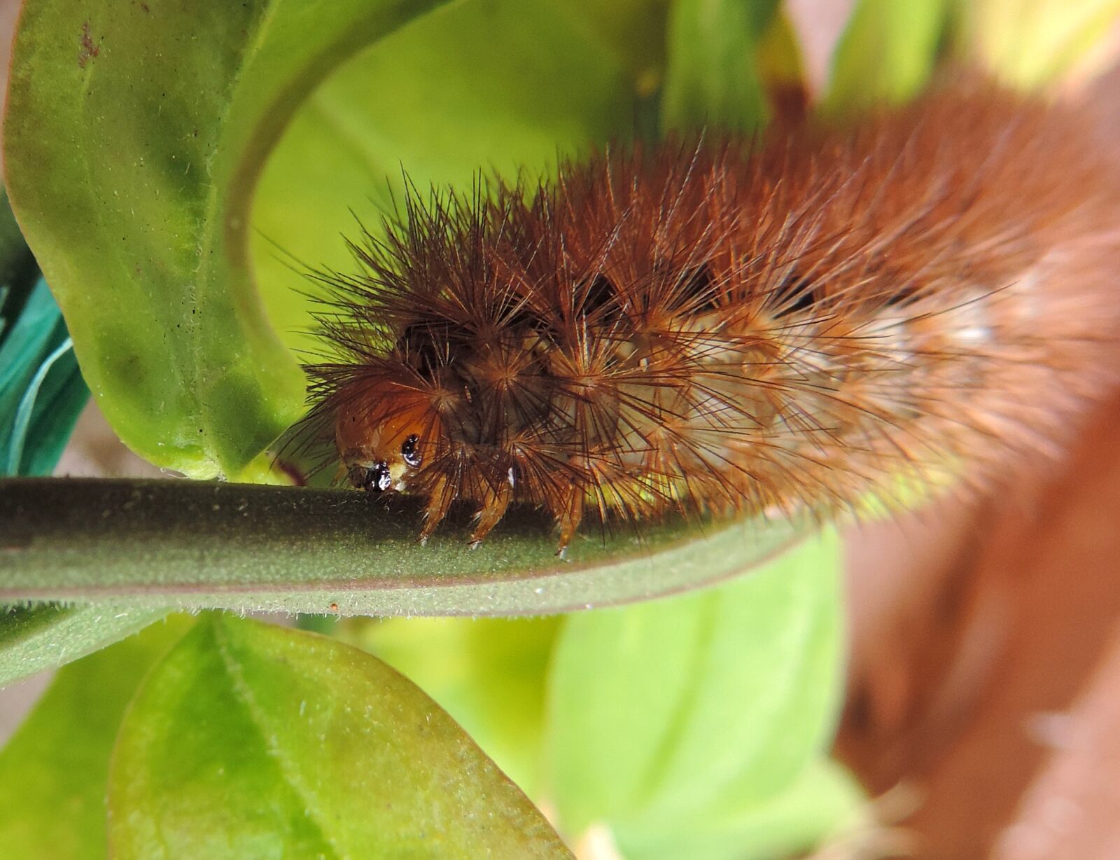 Nikon Coolpix P520 sample photo. Bugs, caterpillar, caterpillars, creatures photography