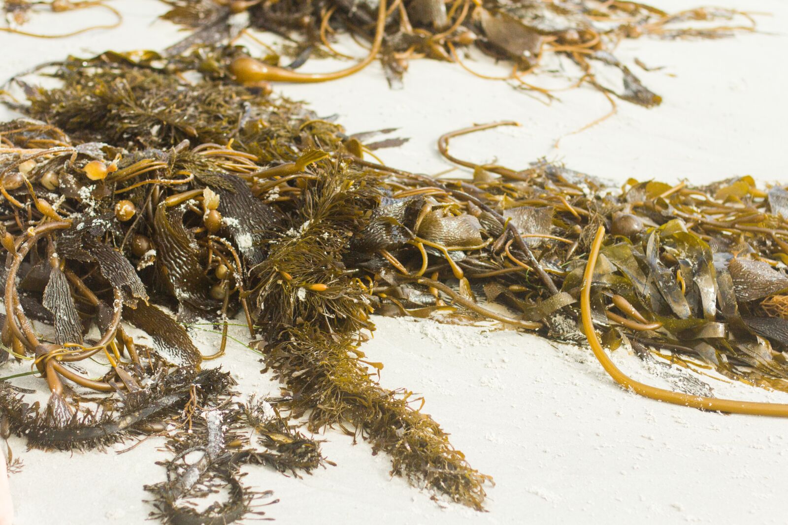 Canon EOS 60D sample photo. Sea, kelp, seaweed photography