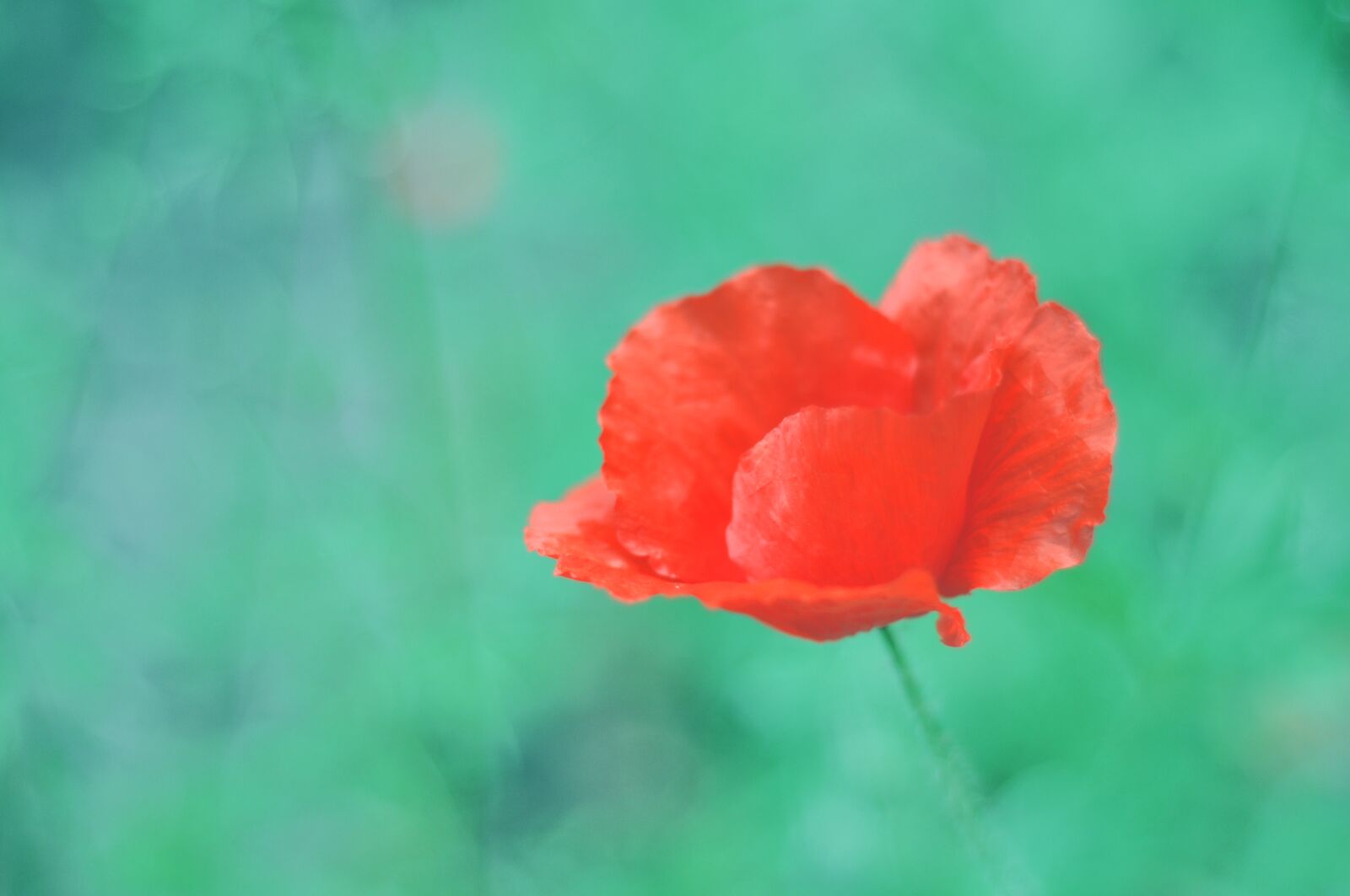 Nikon D90 sample photo. Flower, spring, summer photography