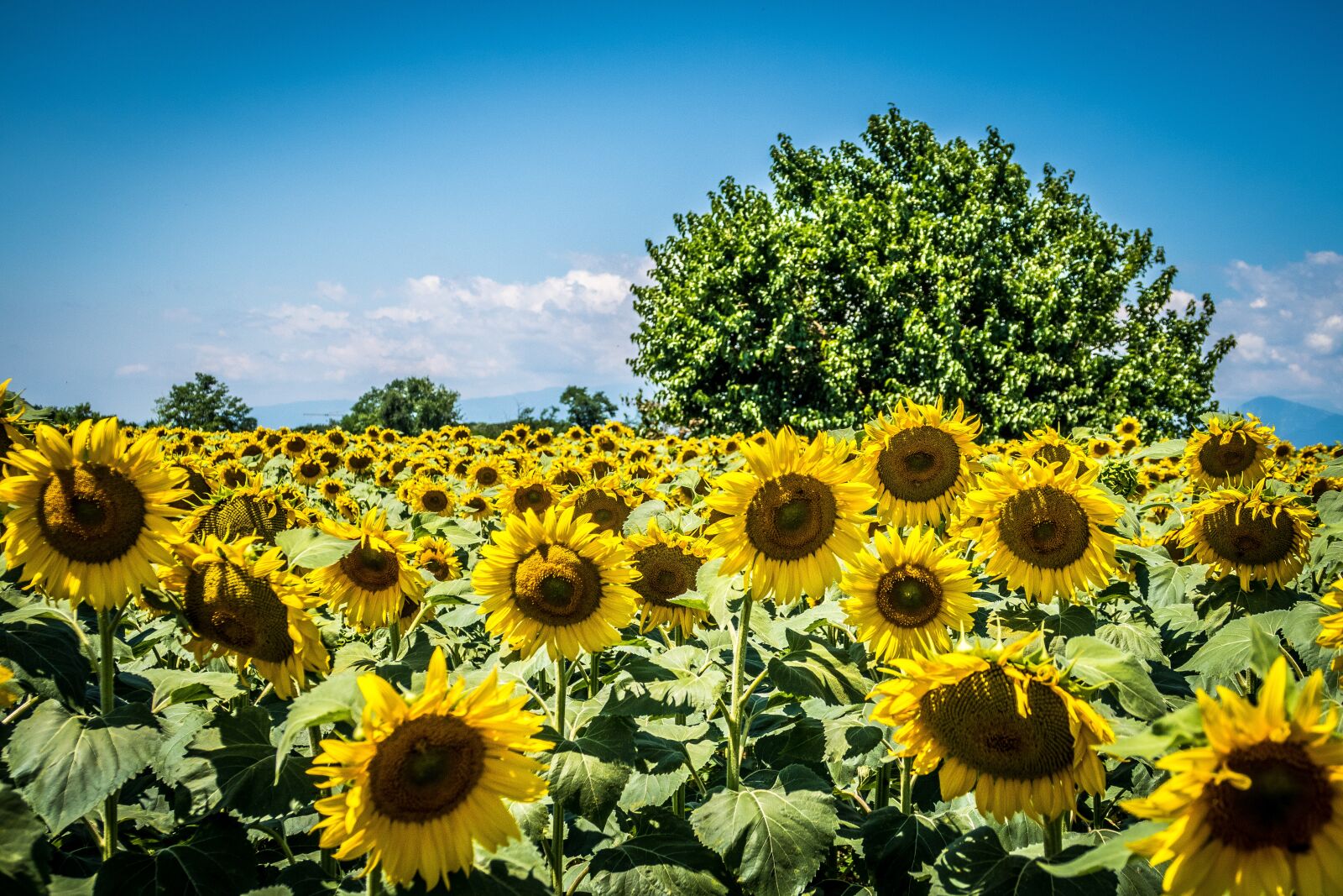 Canon PowerShot G7 X Mark II sample photo. Tree, sunflower, summer photography