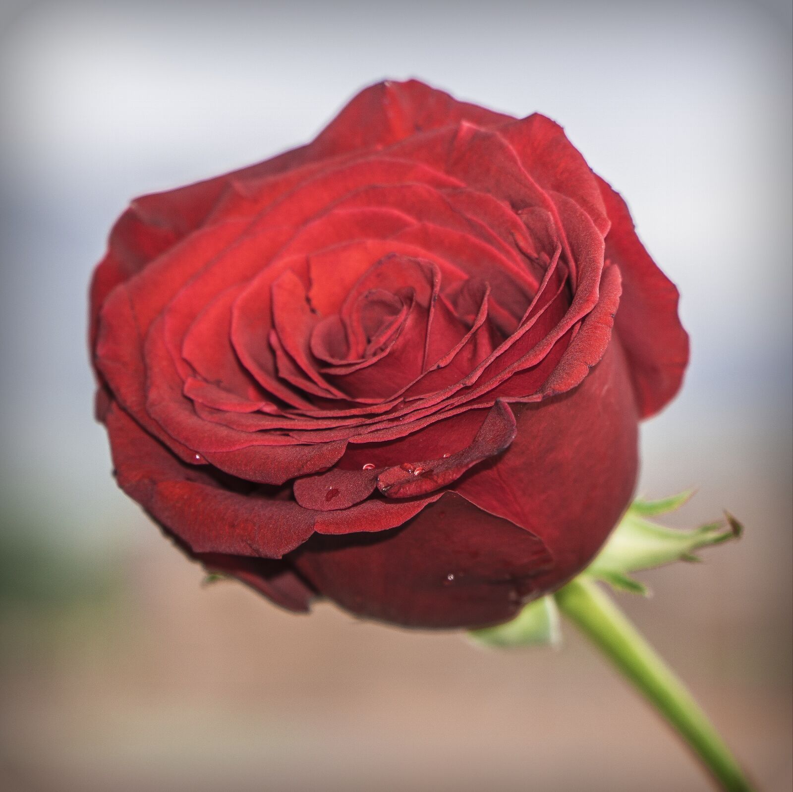 Sony a6000 + Sony E PZ 18-105mm F4 G OSS sample photo. Rosa, red, flower photography