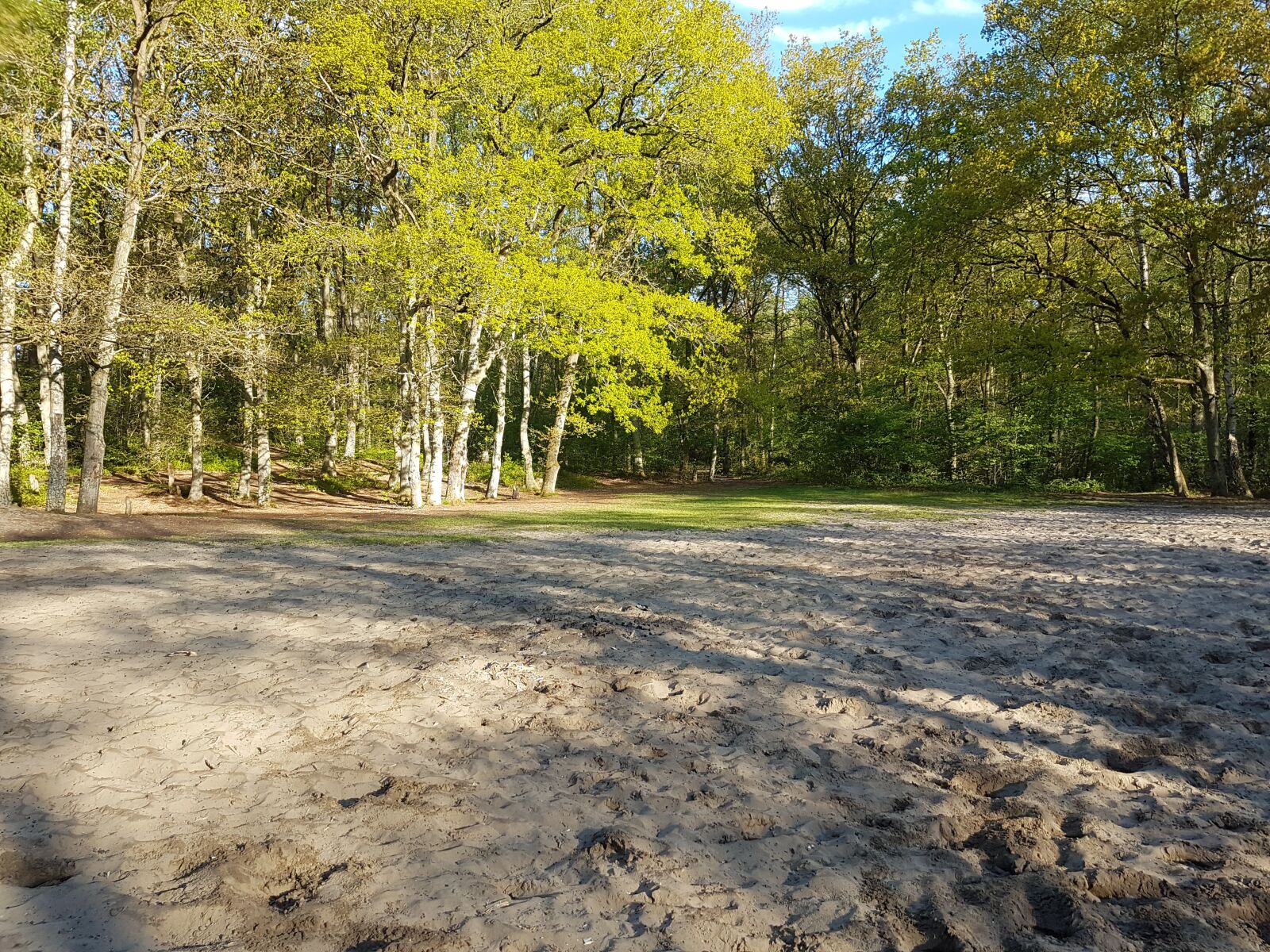 Samsung Galaxy S7 Edge sample photo. Green, forest, nature photography