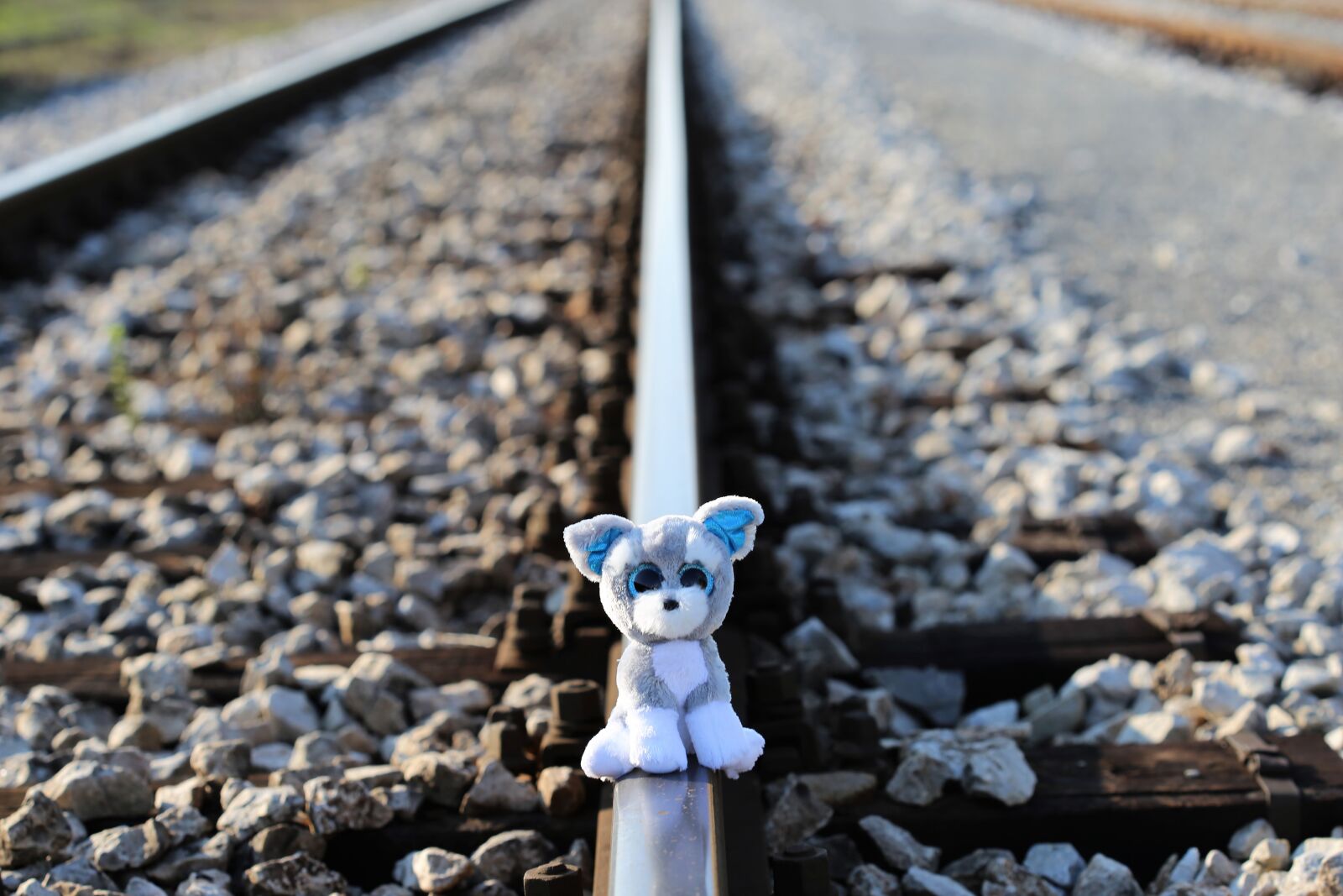 Canon EOS 6D + Canon EF 100mm F2.8 Macro USM sample photo. Stop children suicide now photography