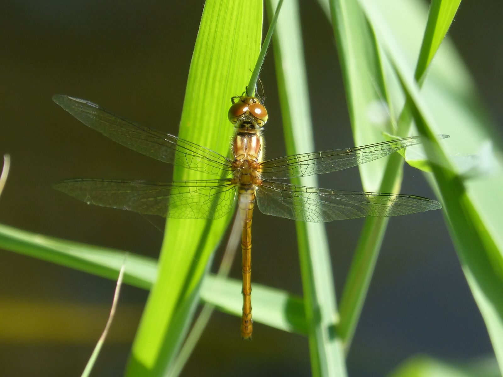 Panasonic DMC-FZ62 sample photo. B lula, yellow dragonfly photography