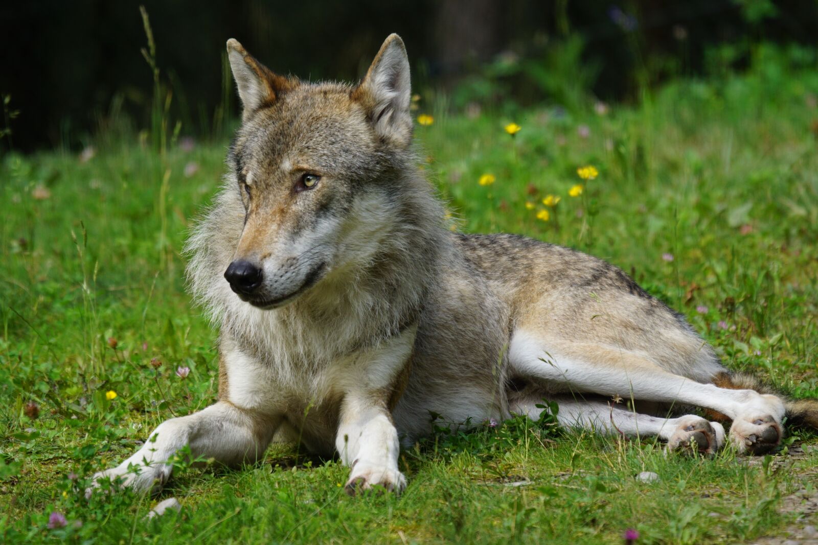 Sony ILCA-77M2 + Sony 70-400mm F4-5.6 G SSM sample photo. Wolf, predator, pack animal photography