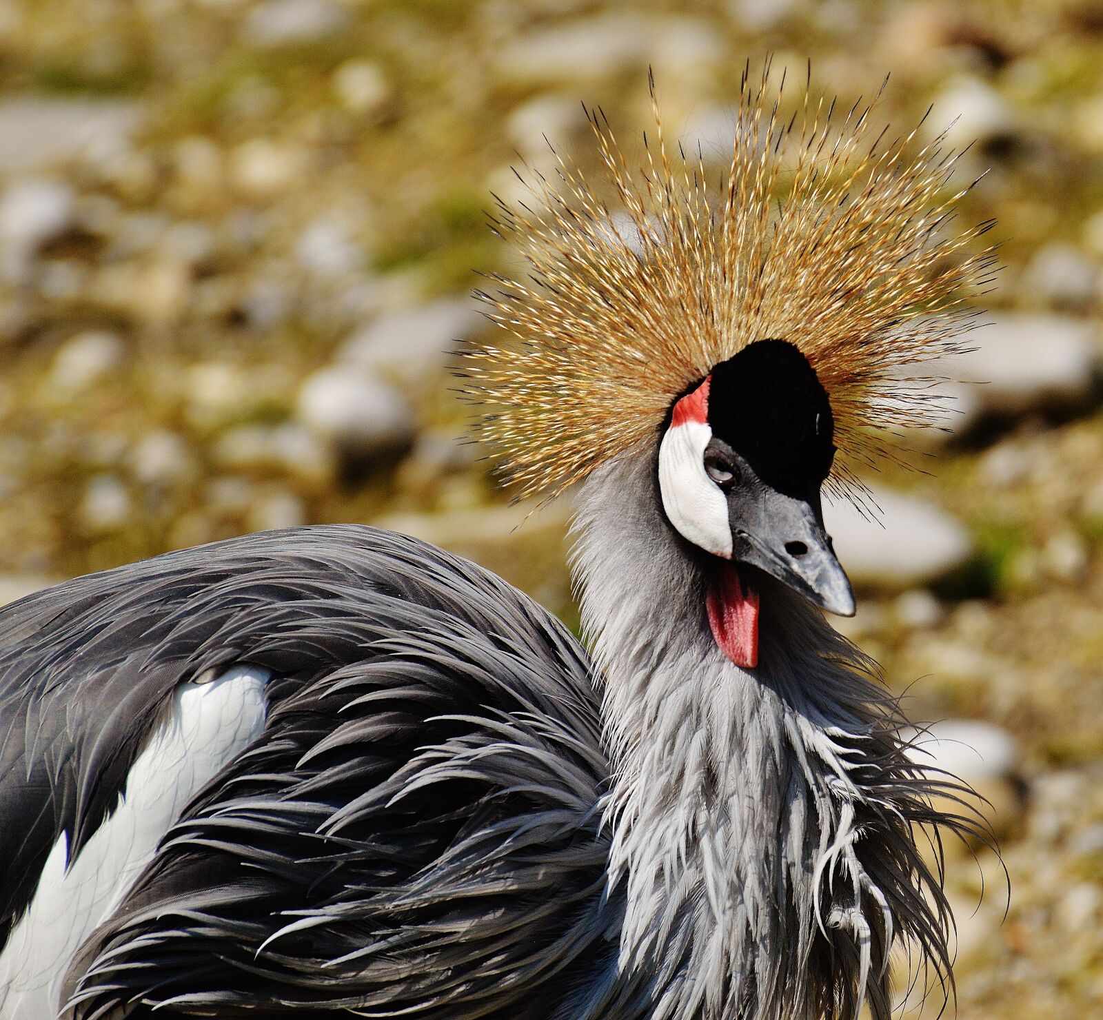 Nikon D3200 sample photo. Bird, feather, colorful photography