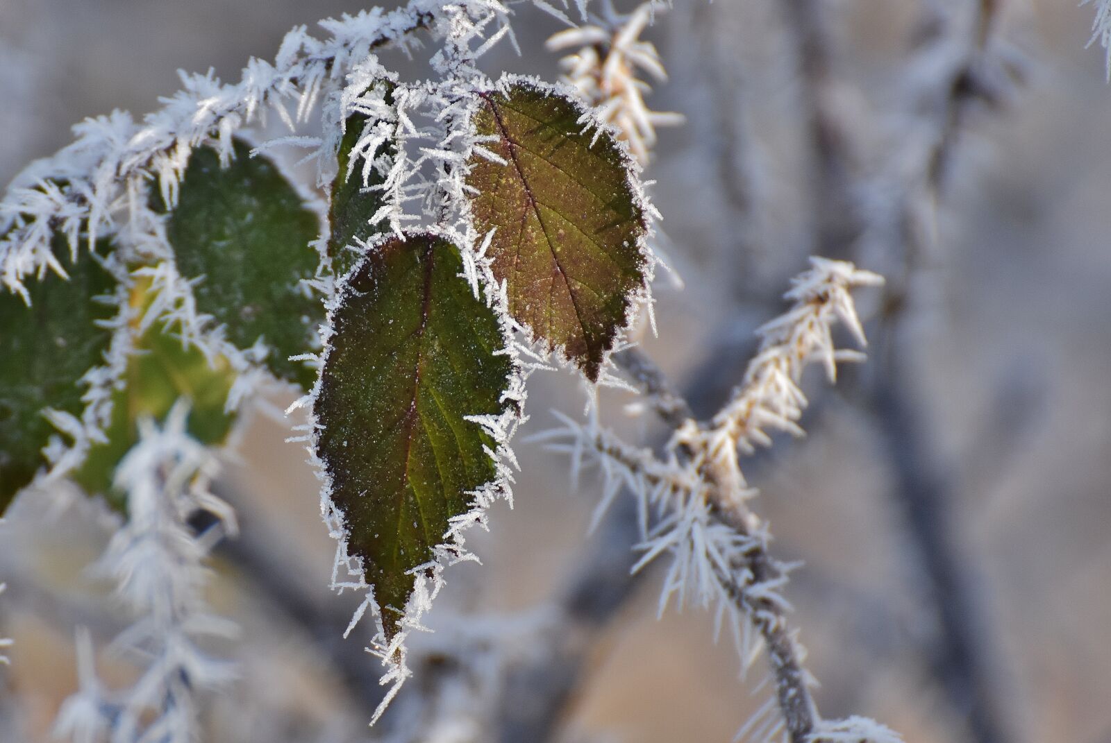 Nikon D7200 sample photo. Leaves, winter, frost photography