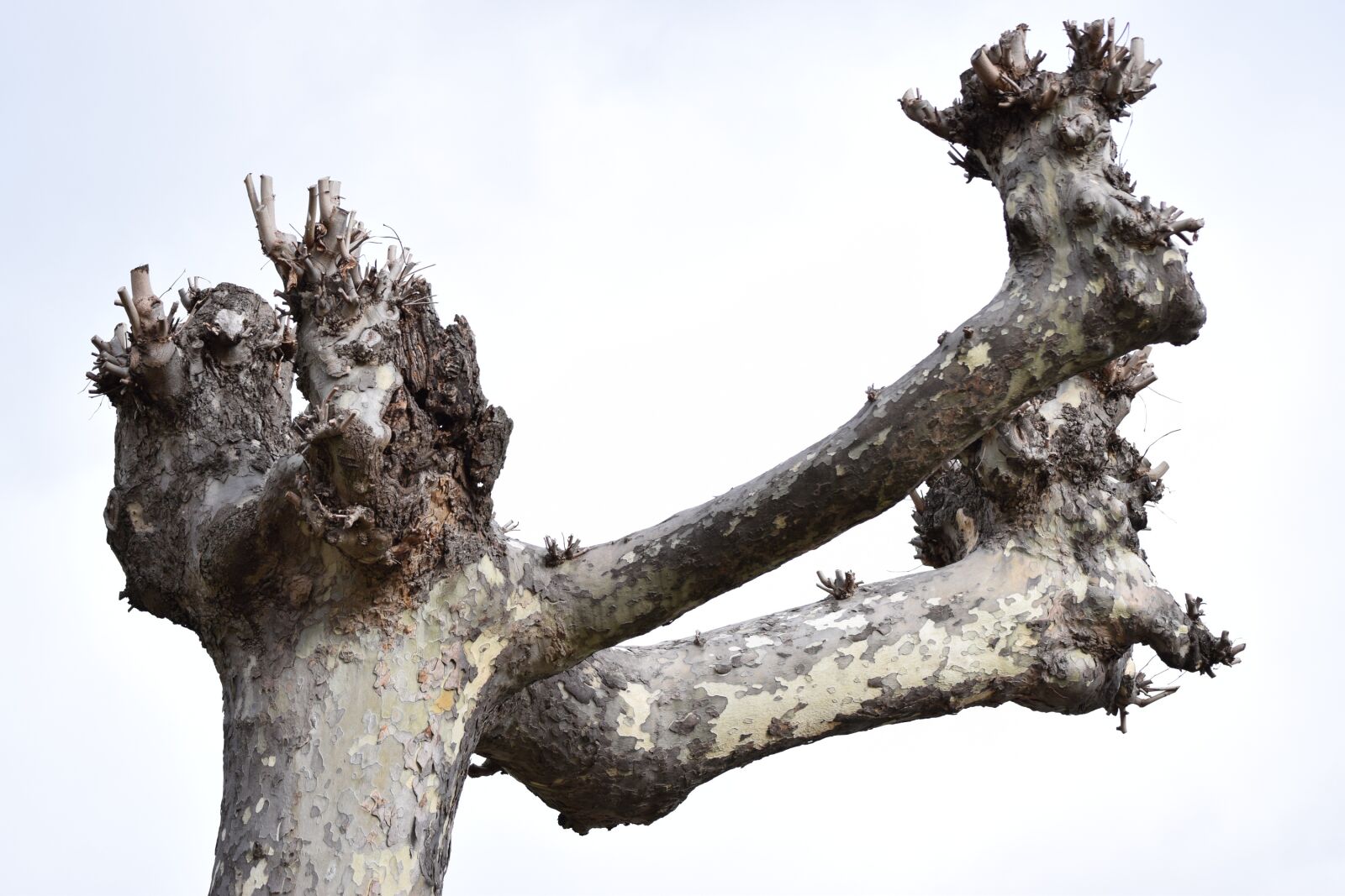 Nikon D3300 sample photo. Tree, branches, autumn photography