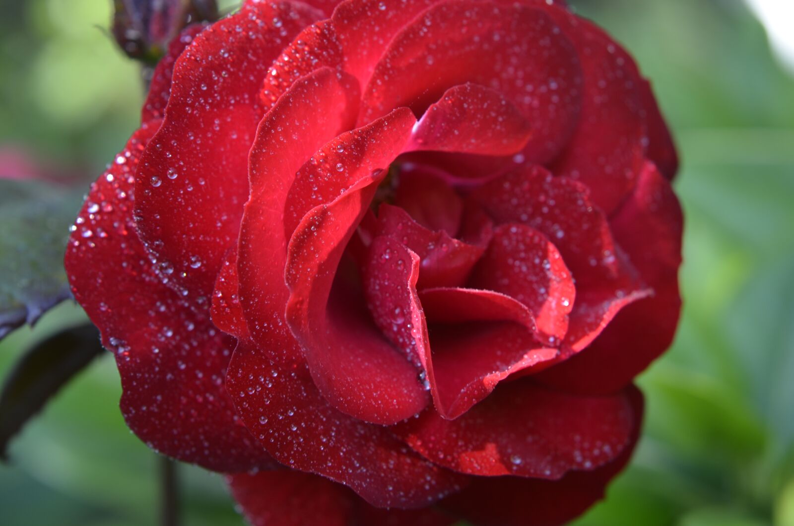 Nikon D7000 sample photo. Shadow rose, rose, blossom photography