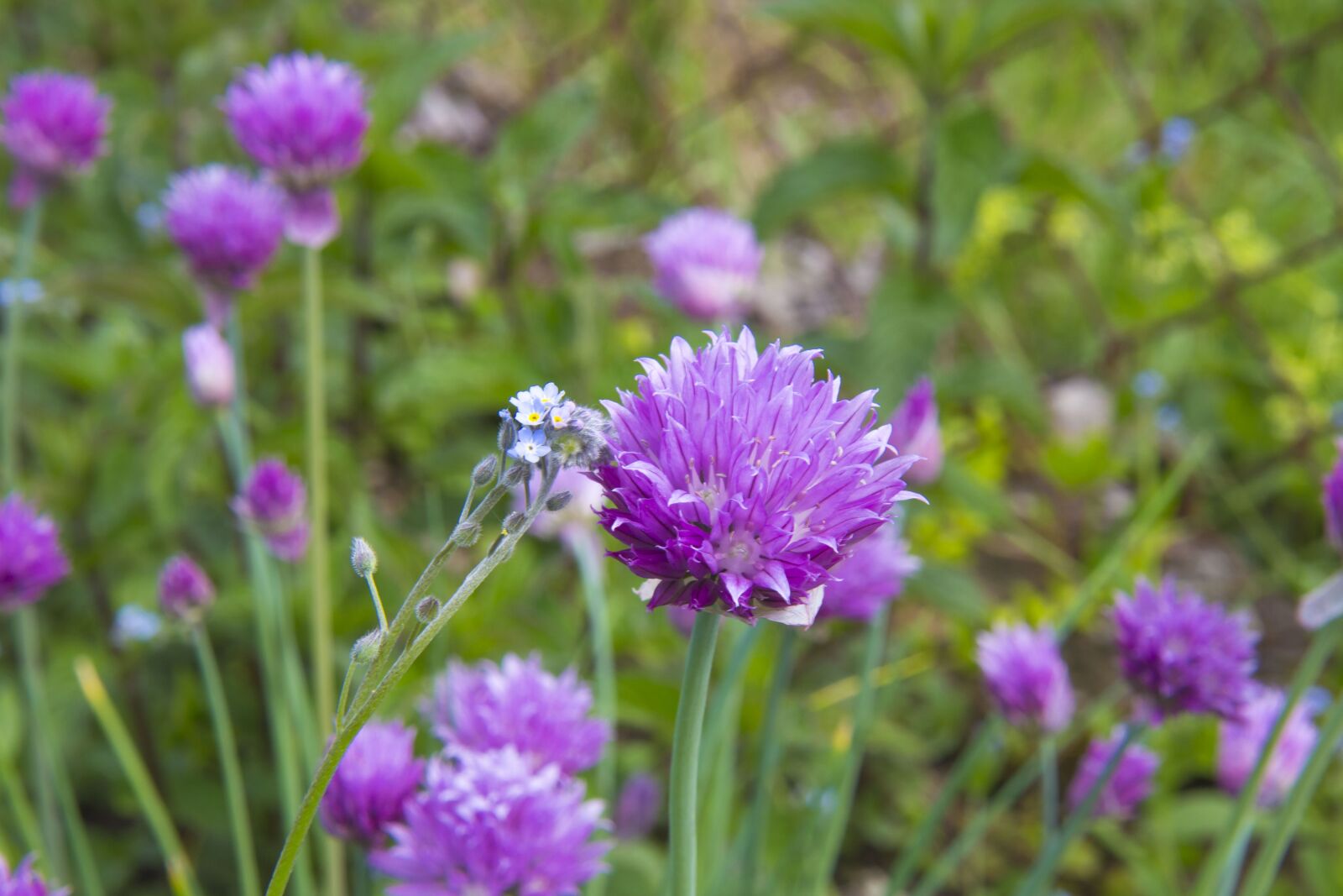 Canon EOS 700D (EOS Rebel T5i / EOS Kiss X7i) sample photo. Chive, forget-me-not, forget-me-not forest photography