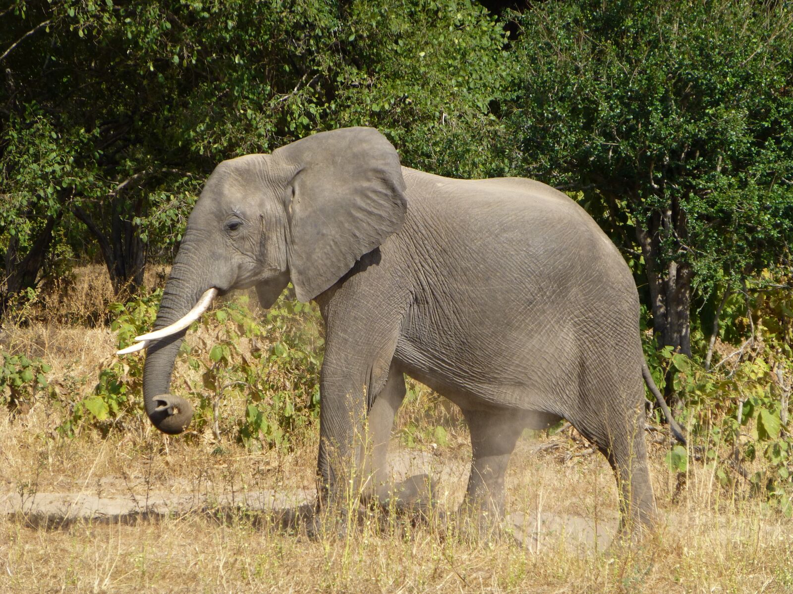 Panasonic DMC-TZ31 sample photo. Elephant, animal, africa photography