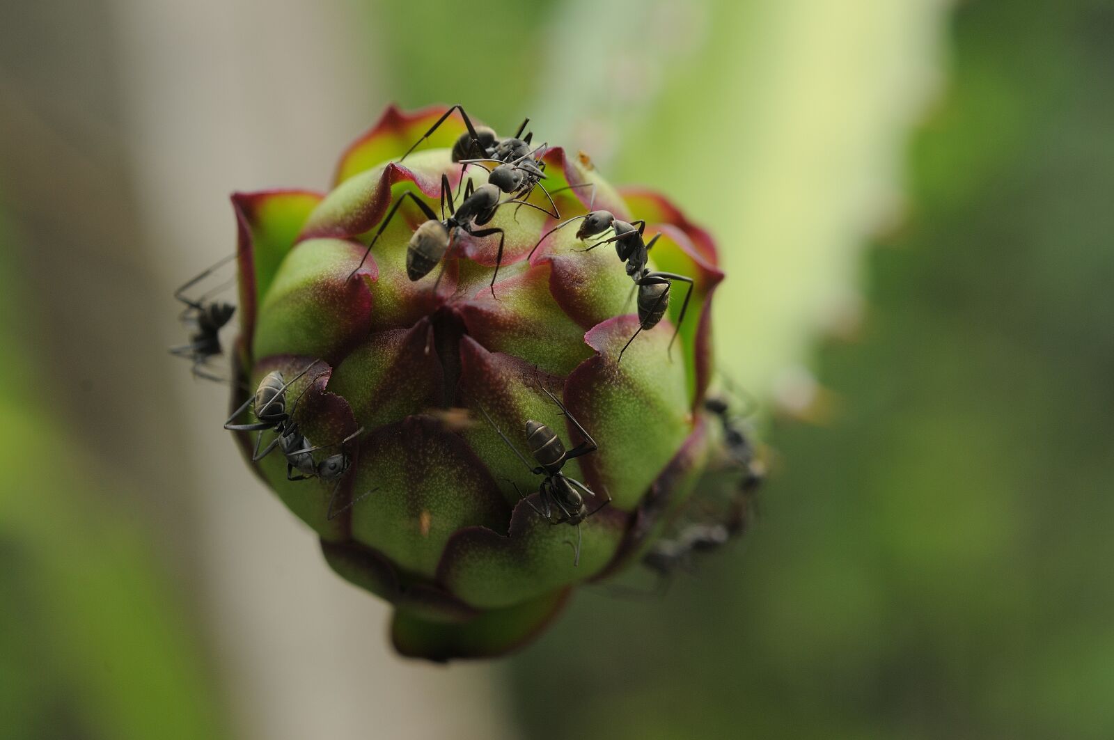 Nikon D300S sample photo. Ant, black ant, flower photography