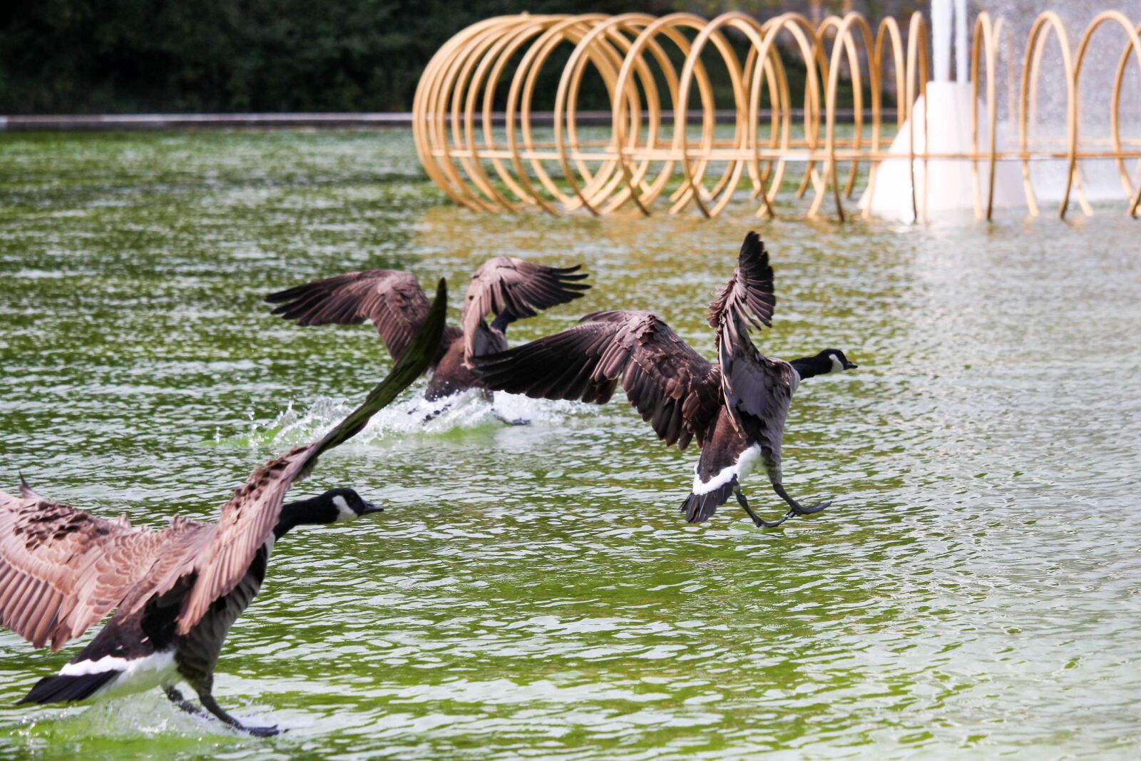 Canon EOS 700D (EOS Rebel T5i / EOS Kiss X7i) sample photo. Water, animal, nature photography