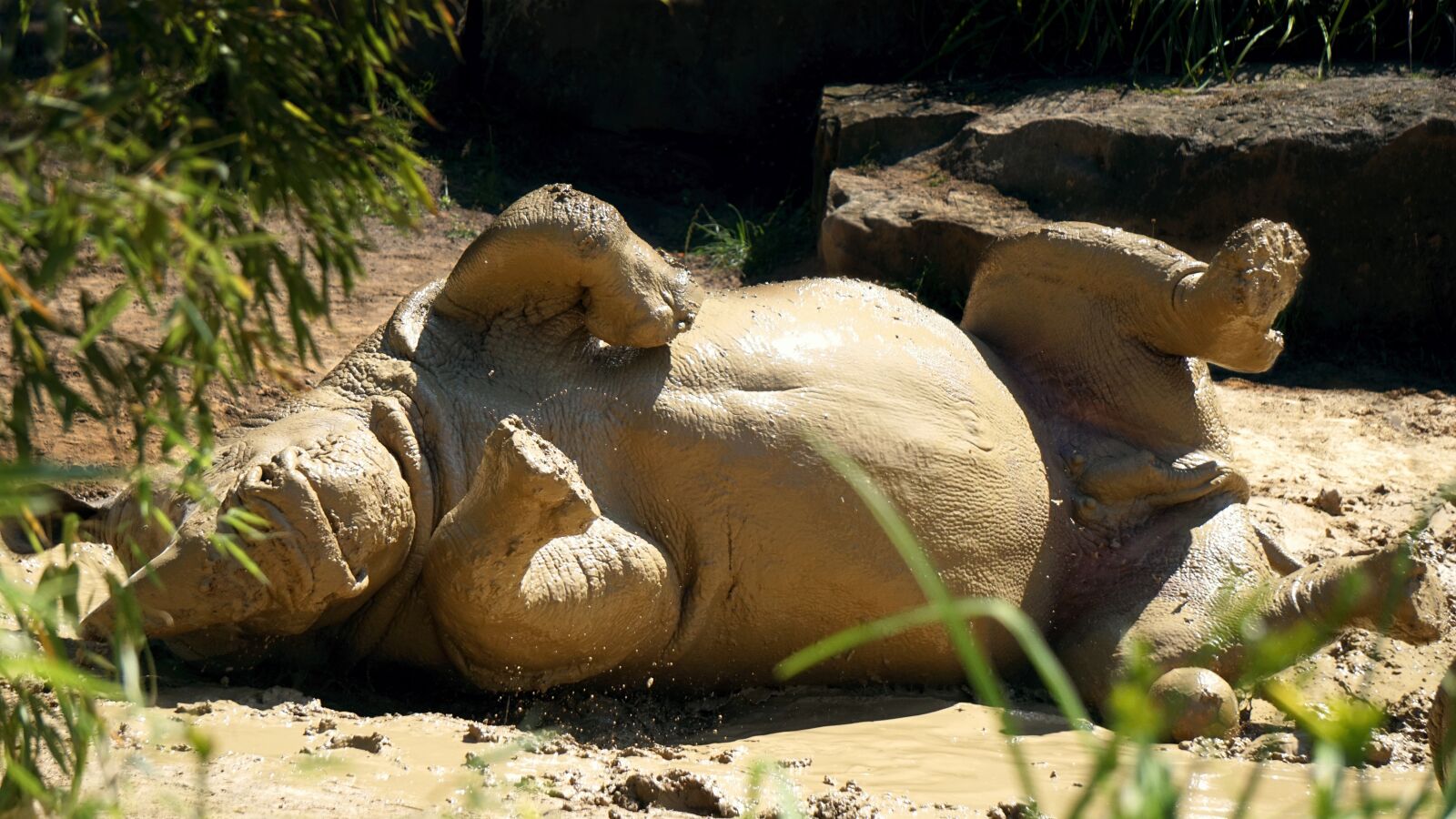 Sony E 55-210mm F4.5-6.3 OSS sample photo. Rhino, animal, africa photography