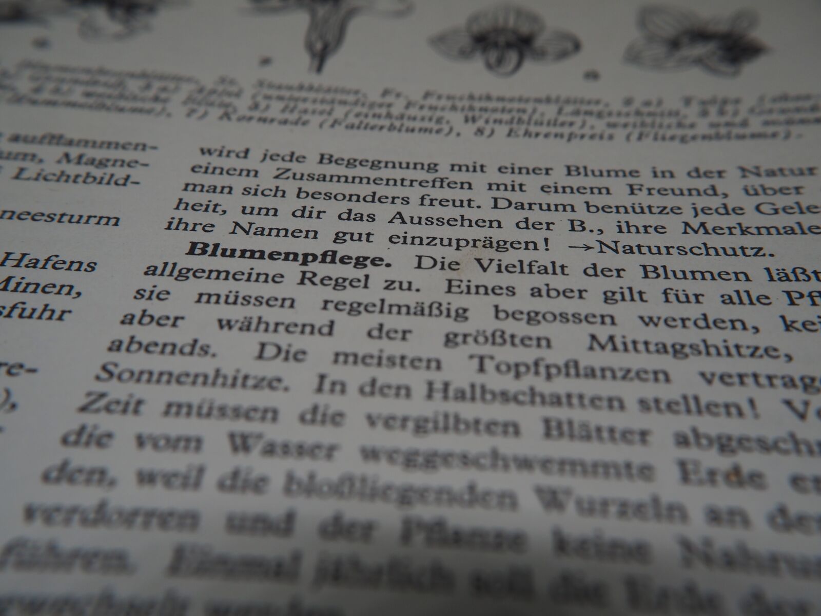 Olympus OM-D E-M10 sample photo. Read, image, background photography