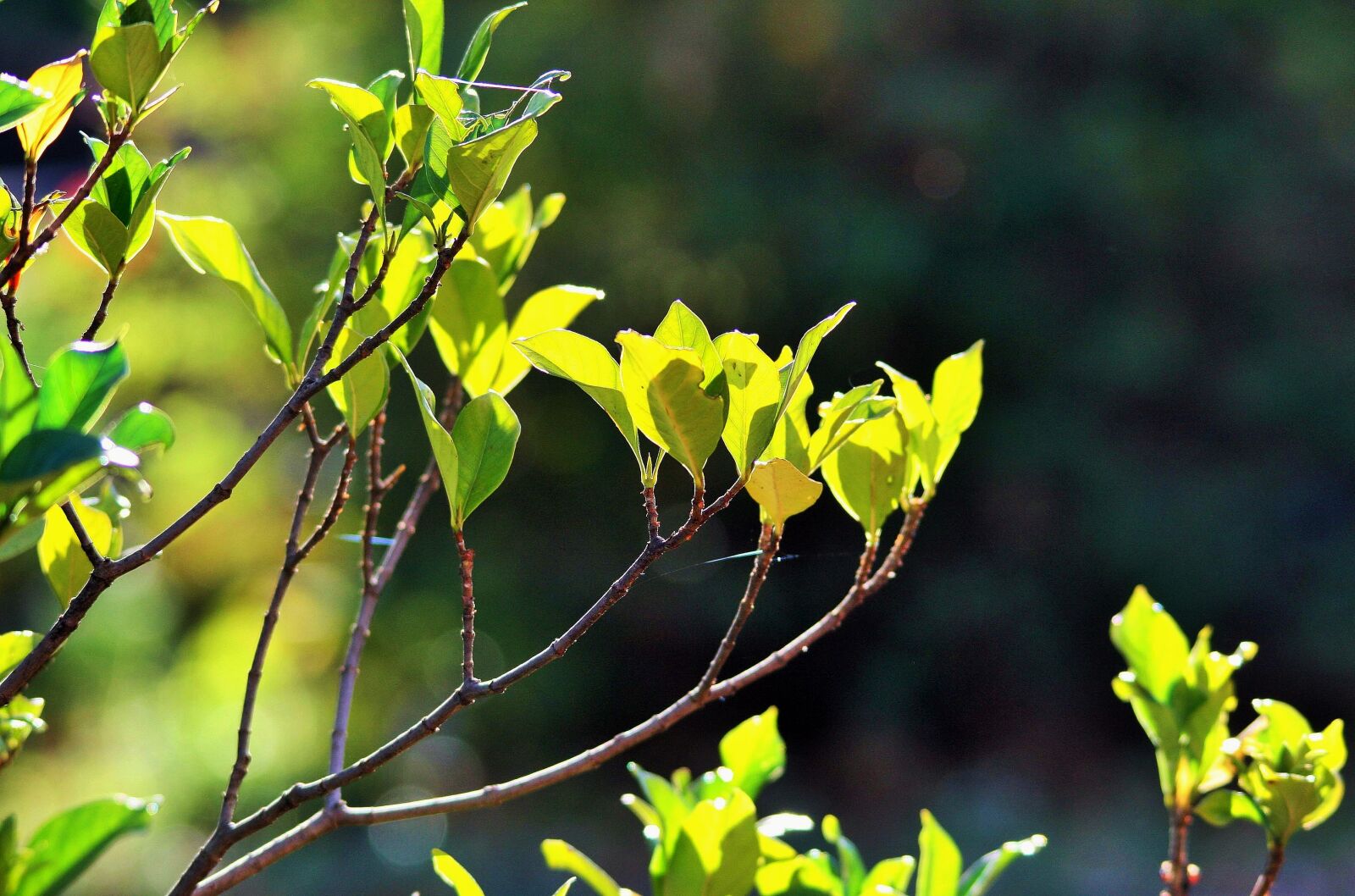 Canon EOS 400D (EOS Digital Rebel XTi / EOS Kiss Digital X) sample photo. Light on leaves, leaves photography
