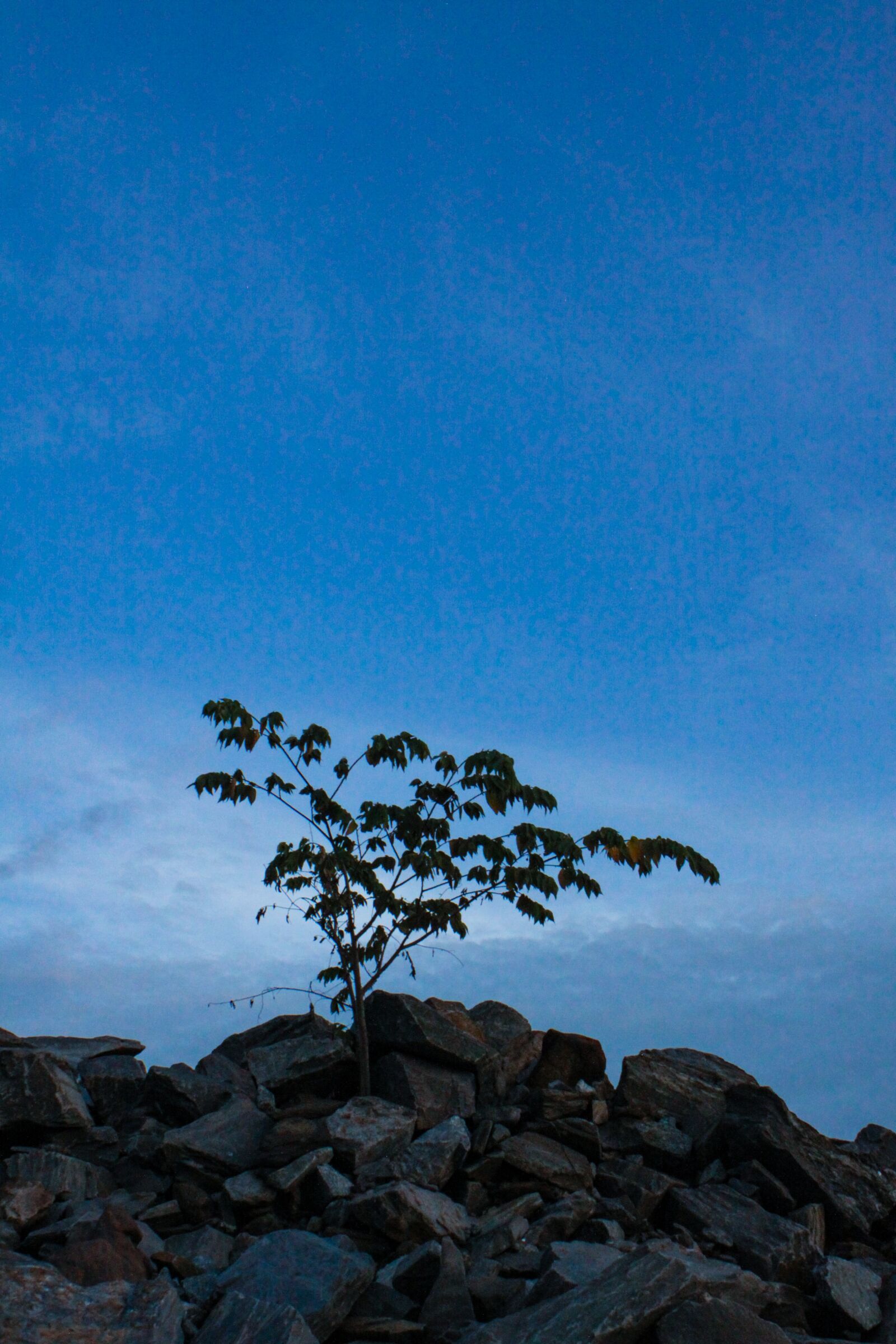 Canon EOS 50D sample photo. Trees, rocks, utopia photography
