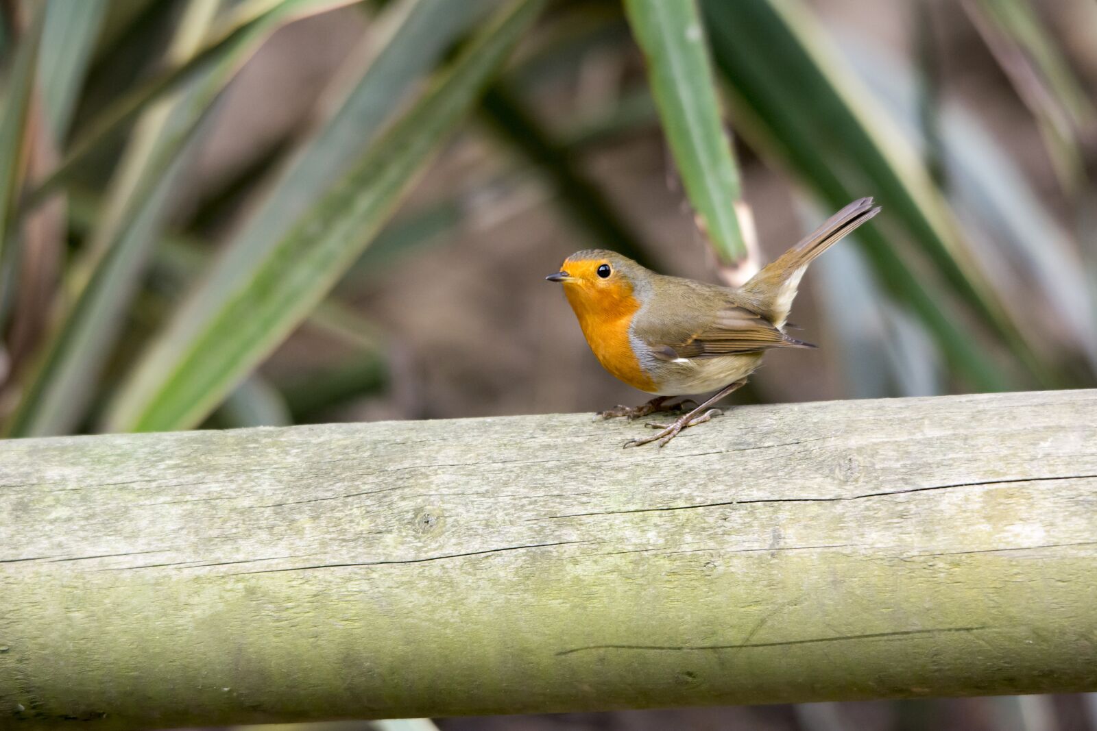 Nikon D5200 sample photo. Robin, bird, nature photography