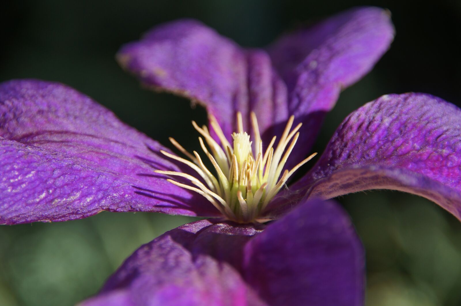 Sony SLT-A57 sample photo. Clematis, climber plant, flowers photography