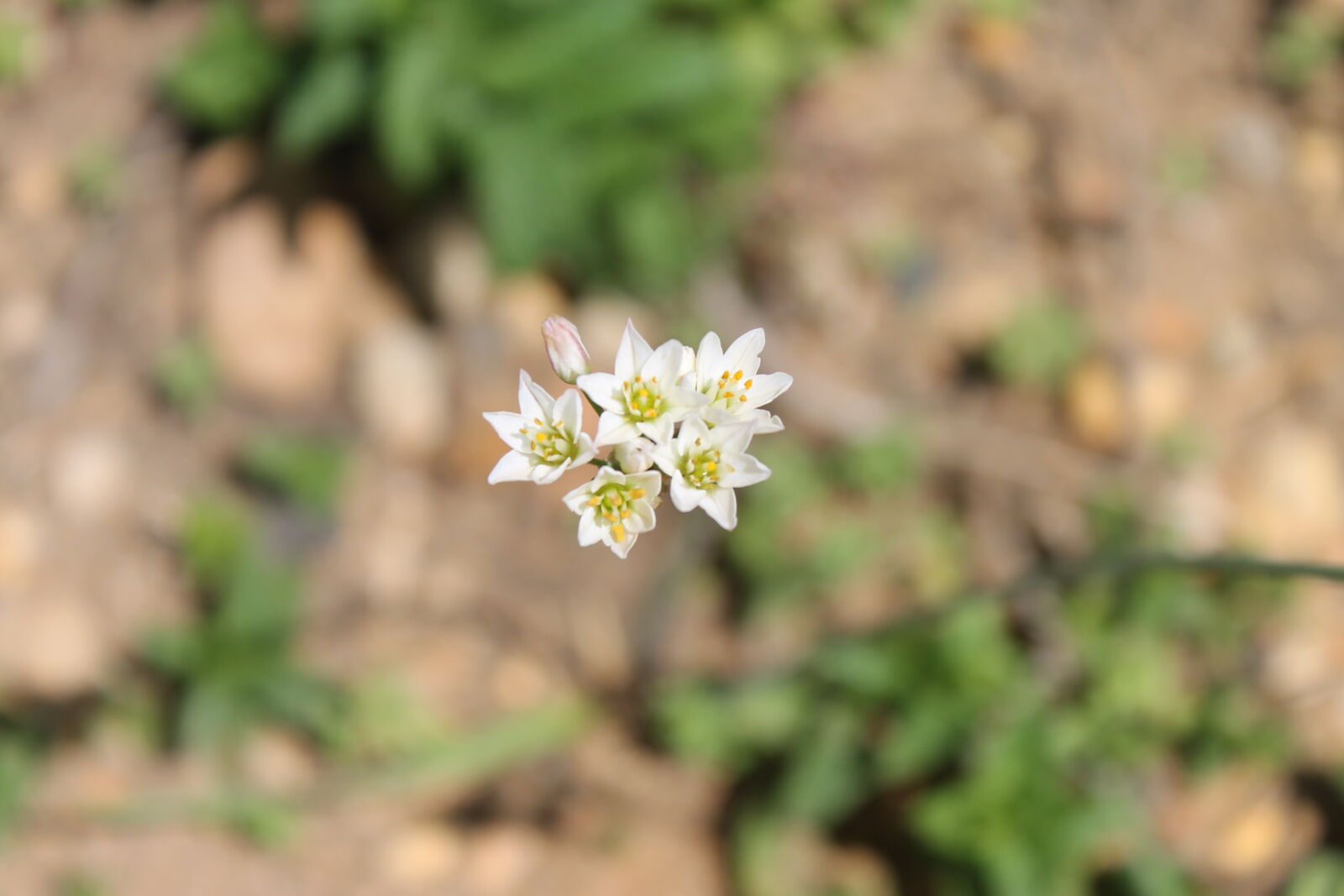Canon EOS 1100D (EOS Rebel T3 / EOS Kiss X50) sample photo. Flower, flowers, macro, macro photography