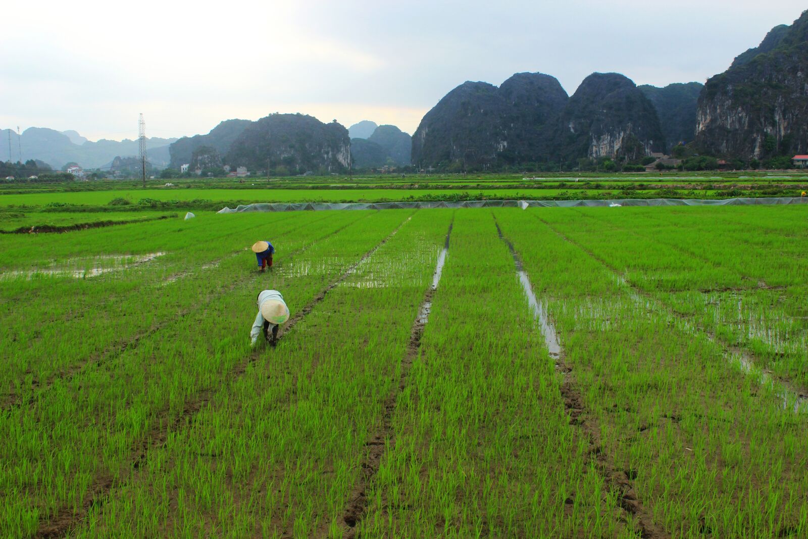 Canon EOS 600D (Rebel EOS T3i / EOS Kiss X5) sample photo. Farming, rice, asia photography