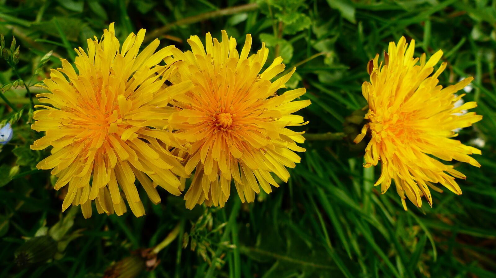 Panasonic Lumix DMC-FZ200 sample photo. Flower, nature, plant photography