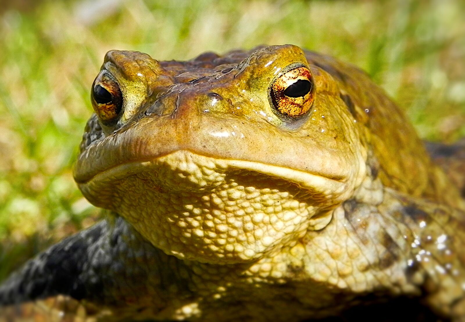 Nikon Coolpix P100 sample photo. Frog, toad, kiss the photography