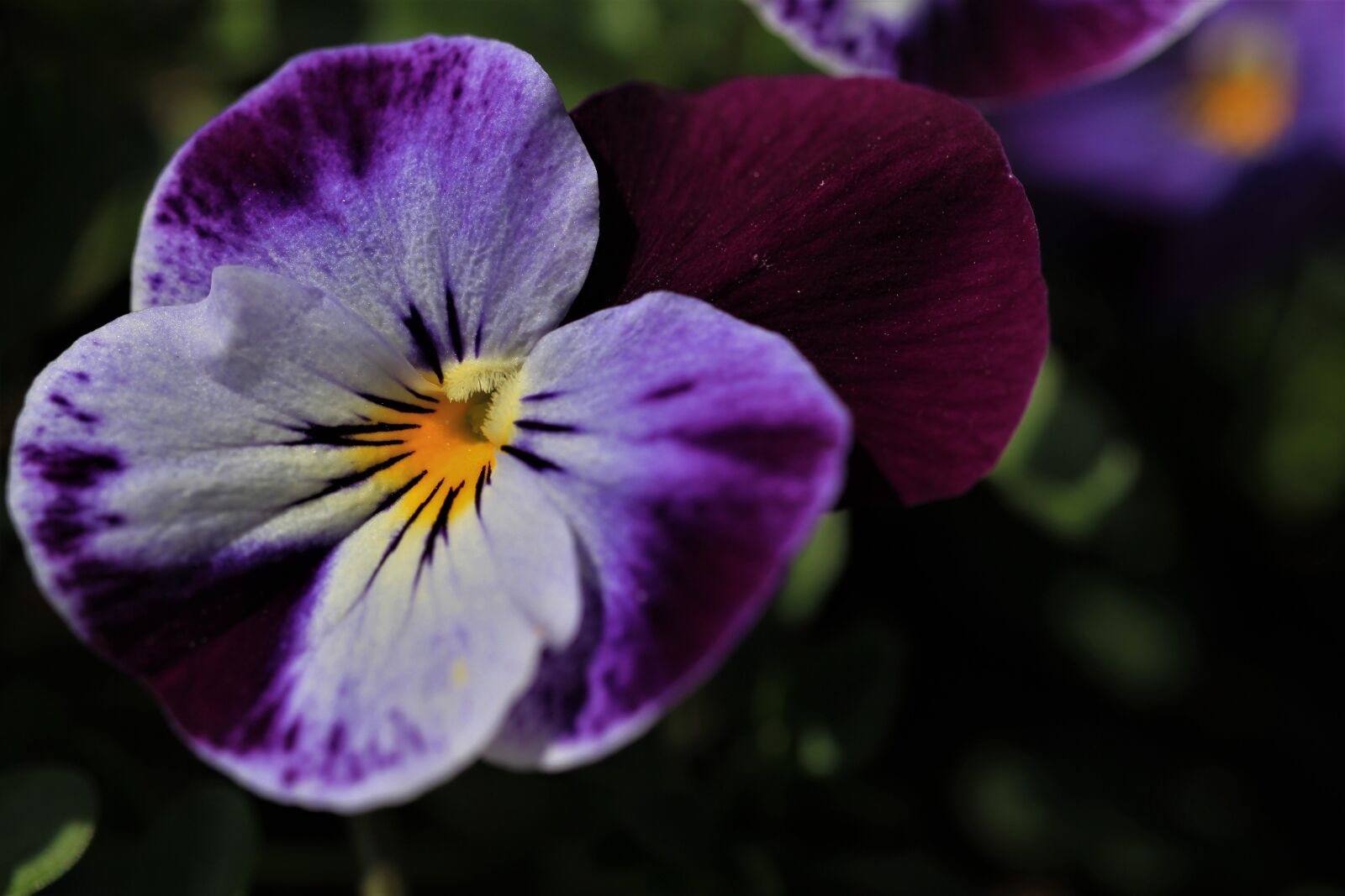 Canon EOS 7D sample photo. Pansy, blossom, bloom photography