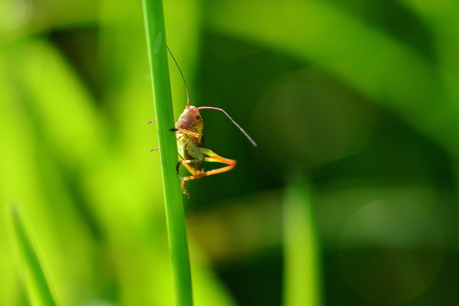 Nikon D5200 sample photo. Grasshopper, meadow, nature photography