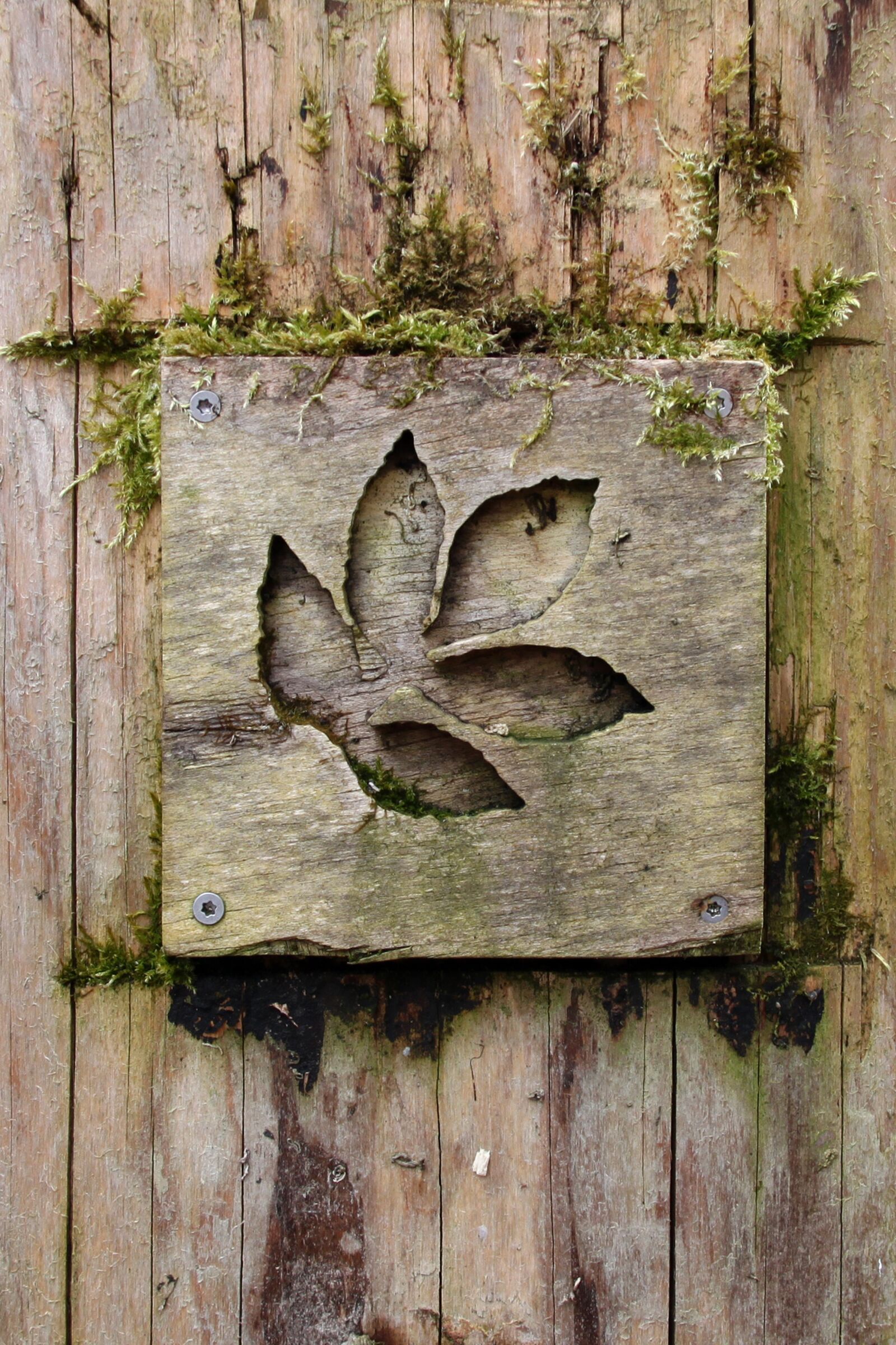 Canon EOS 500D (EOS Rebel T1i / EOS Kiss X3) sample photo. Wood, leaf, nature photography