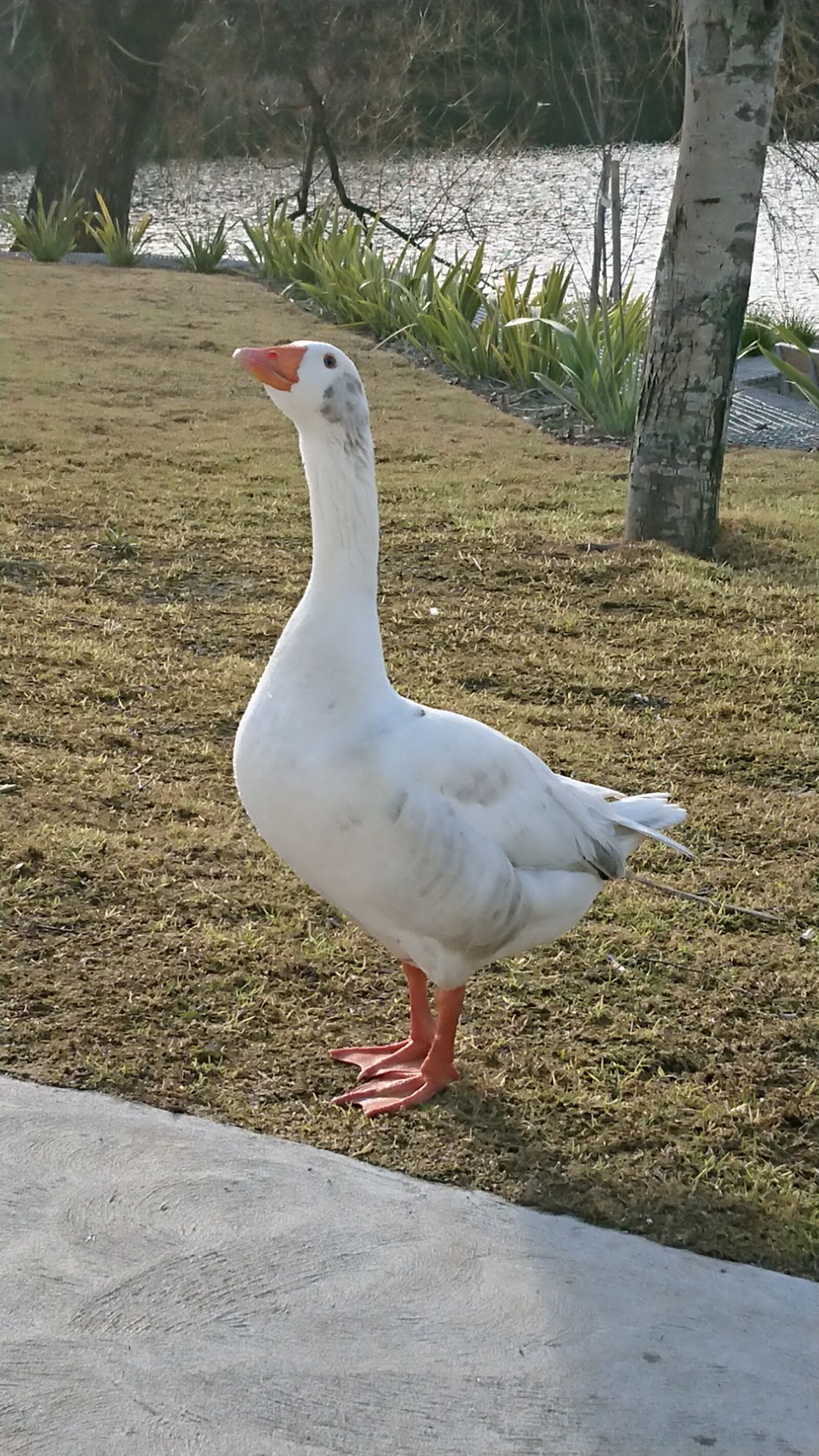Sony Xperia XZ Premium sample photo. Goose, park, lake photography