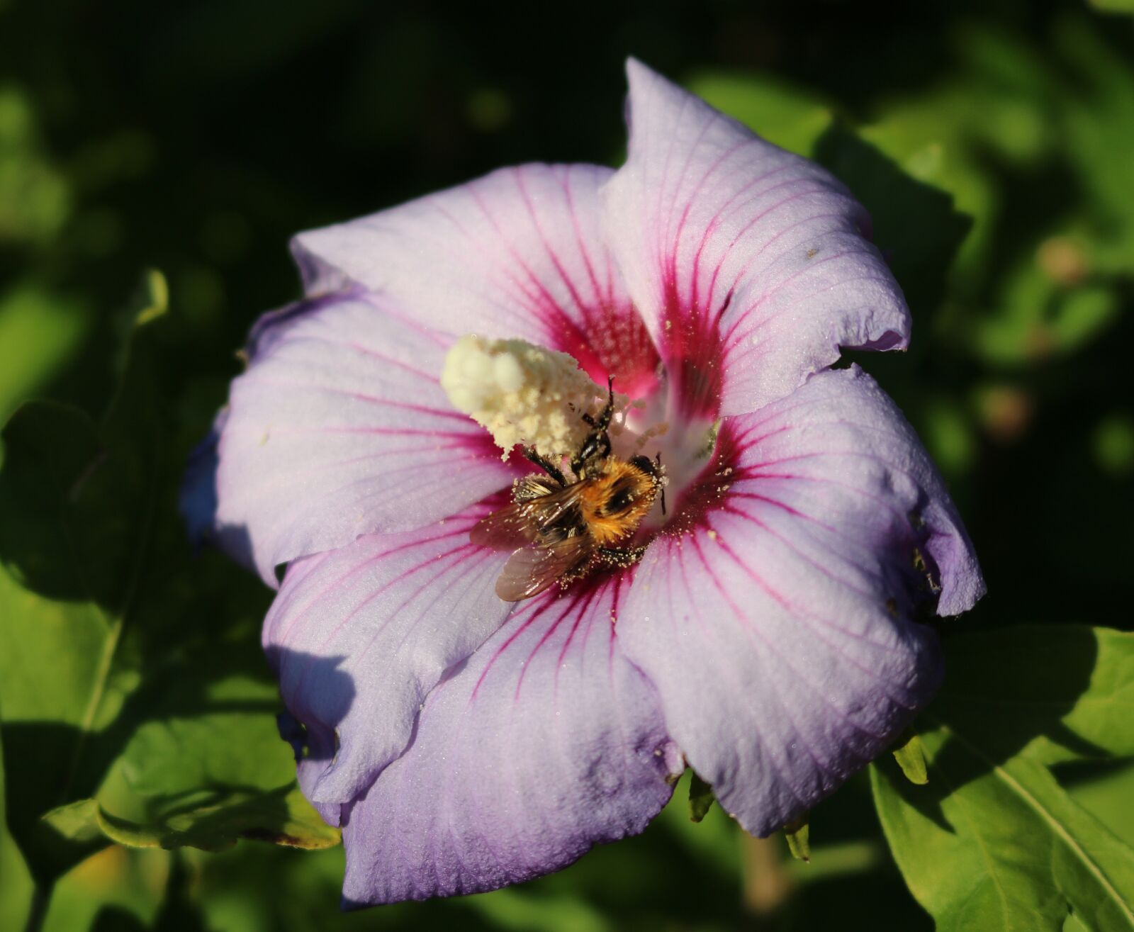 Canon EF-S 18-55mm F3.5-5.6 IS STM sample photo. Hibiscus, bee, pistil photography