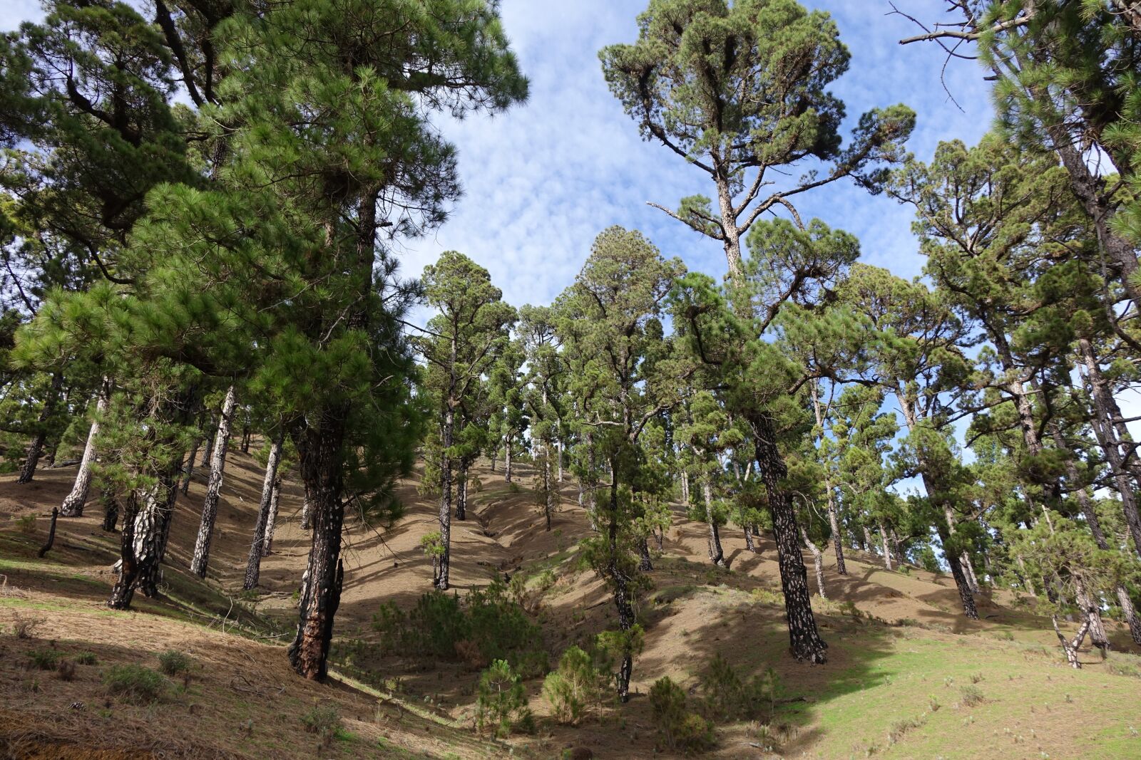 Sony Cyber-shot DSC-RX10 sample photo. Pine, pine grove, green photography