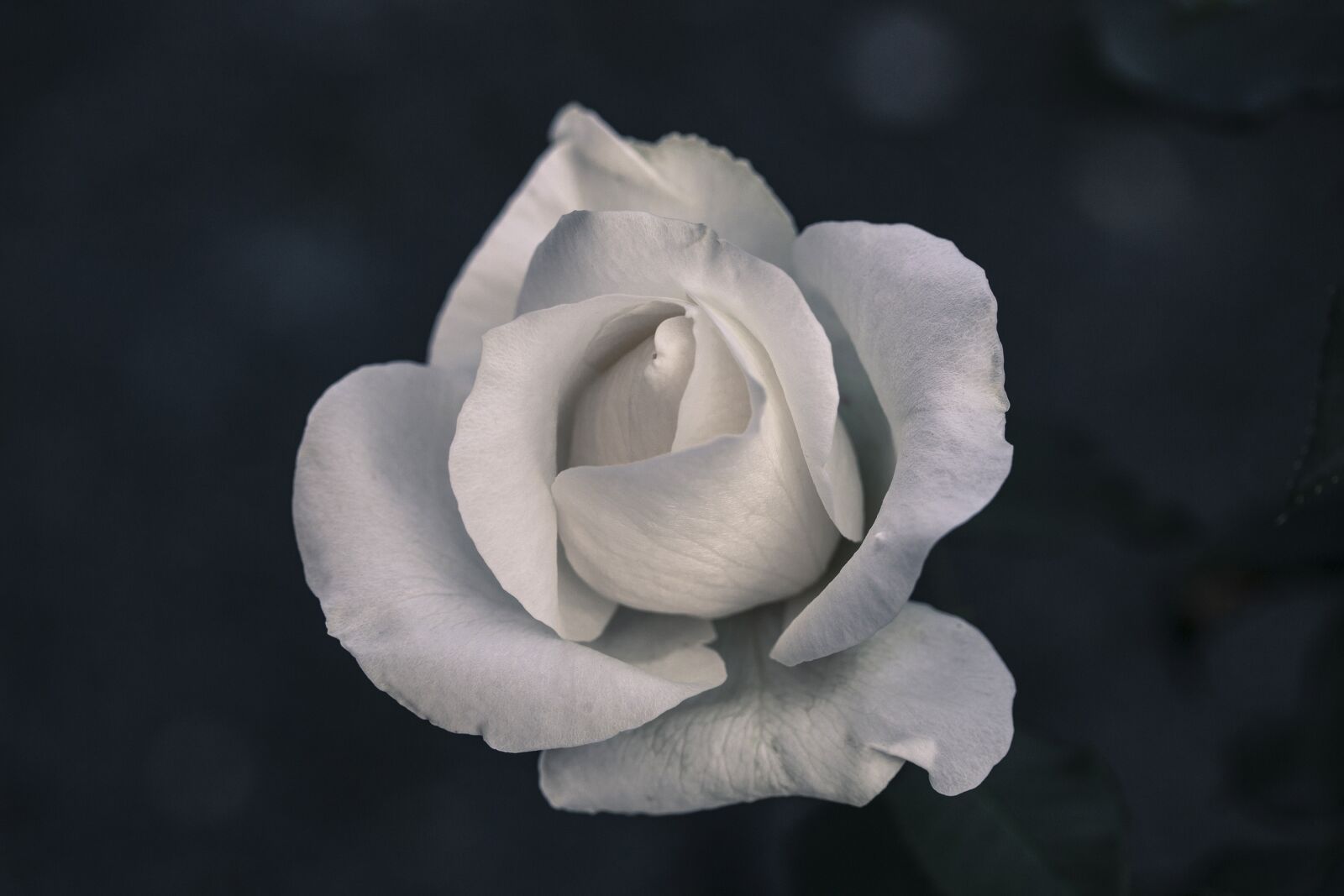 Canon EOS 70D + Canon EF-S 60mm F2.8 Macro USM sample photo. Rose, flowering, garden photography