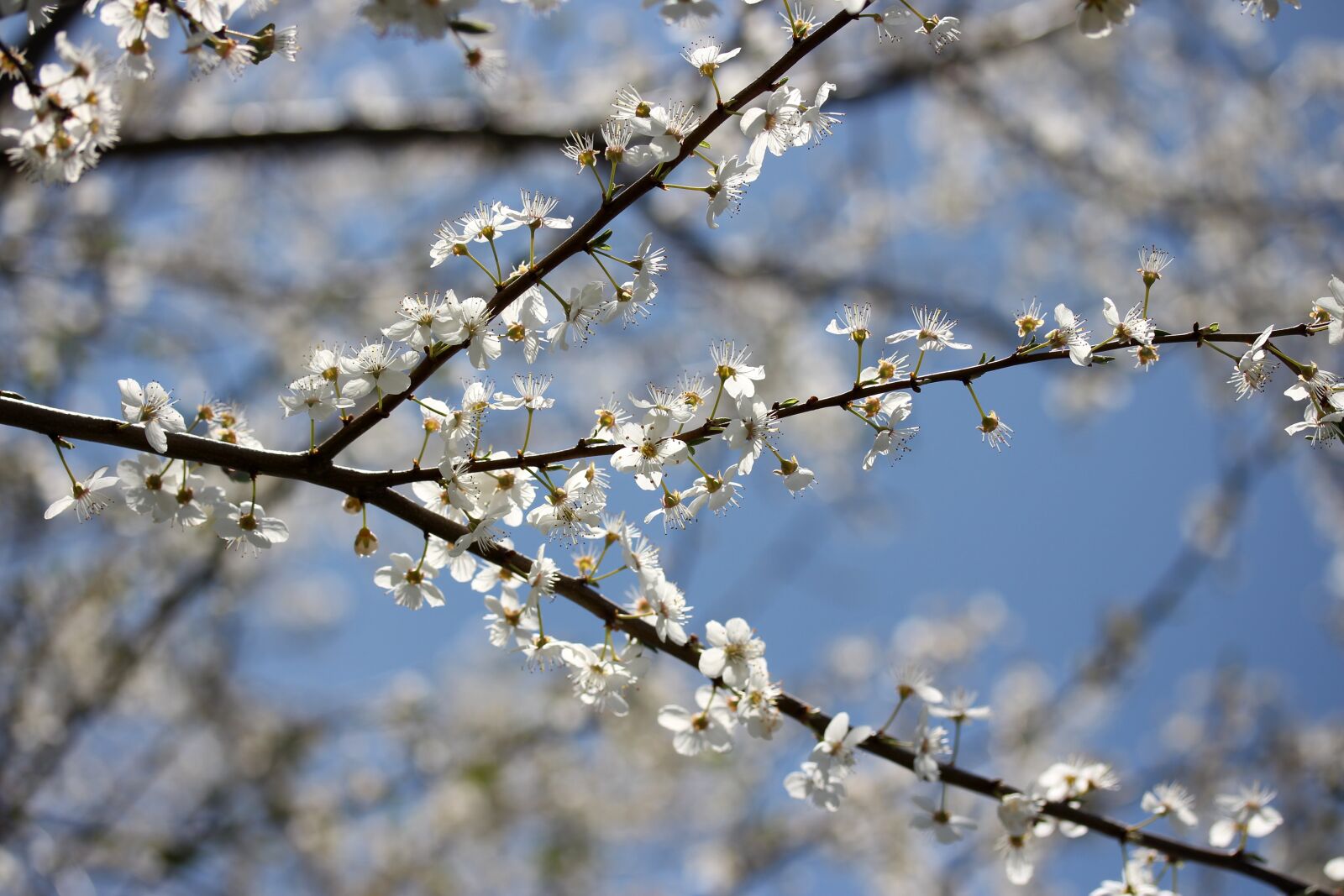 Canon EF-S 60mm F2.8 Macro USM sample photo. Flowers, casey, white photography