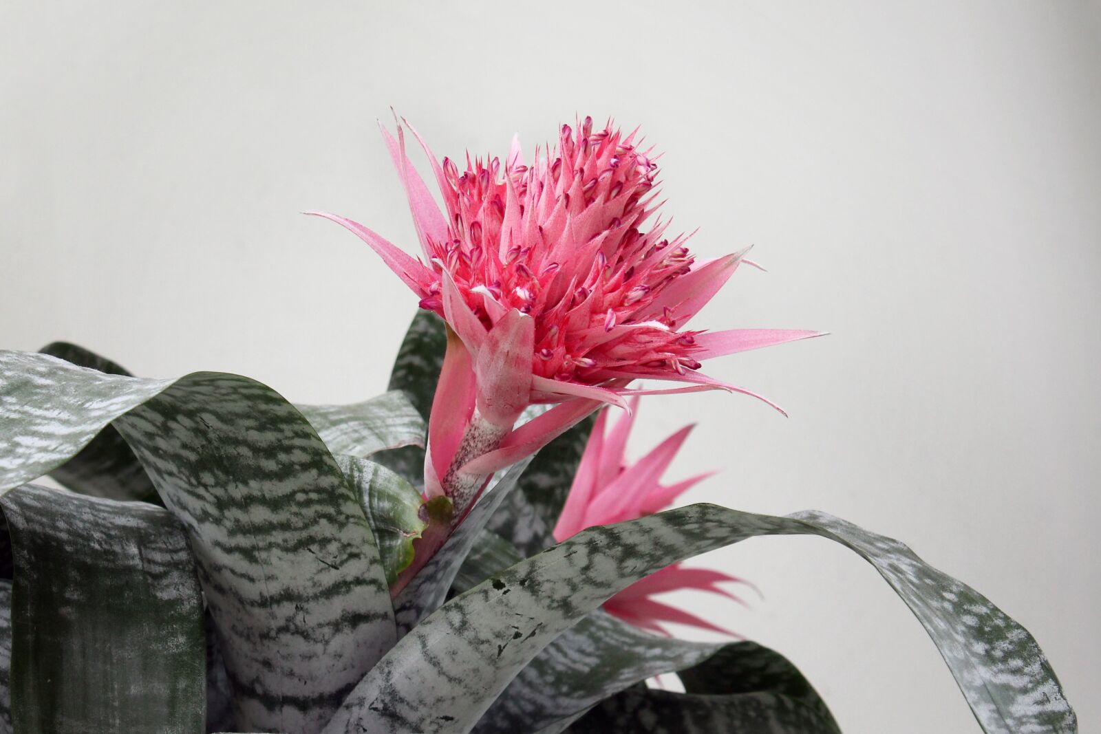 Canon EOS 1100D (EOS Rebel T3 / EOS Kiss X50) sample photo. Flower, pink, grey photography