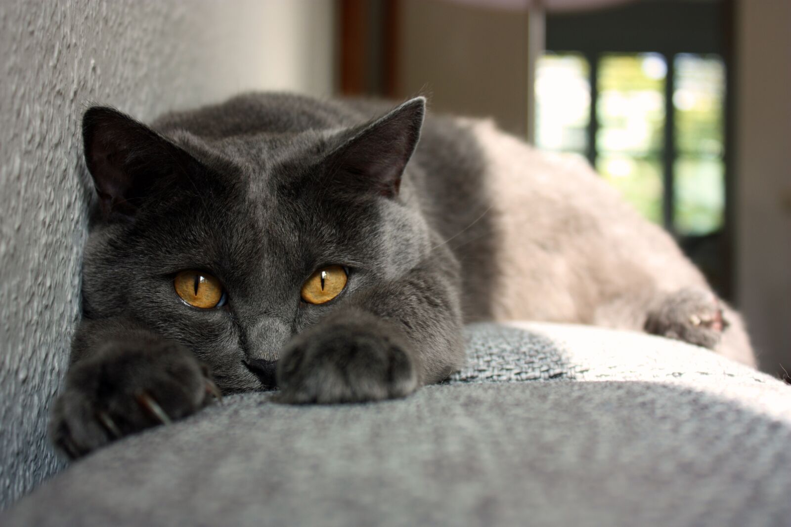 Canon EOS 450D (EOS Rebel XSi / EOS Kiss X2) sample photo. Chartreux, cat, animals photography