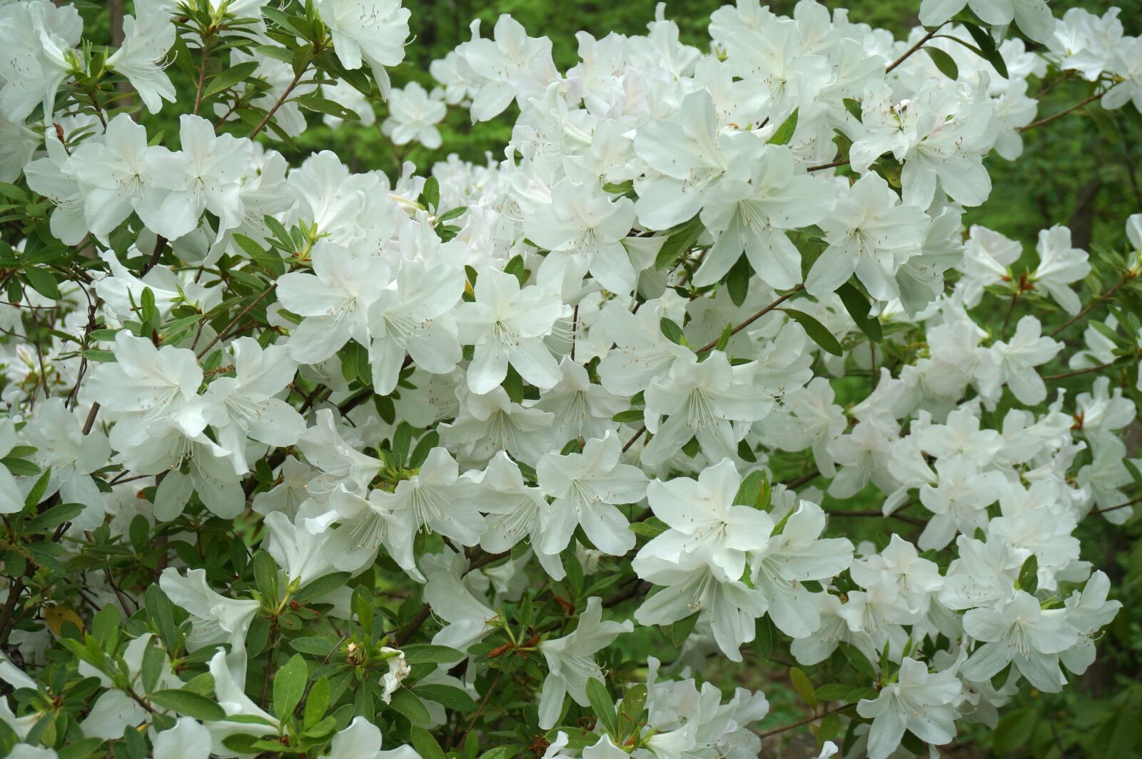 Sony Alpha NEX-5T sample photo. Plants, flowers, azalea photography