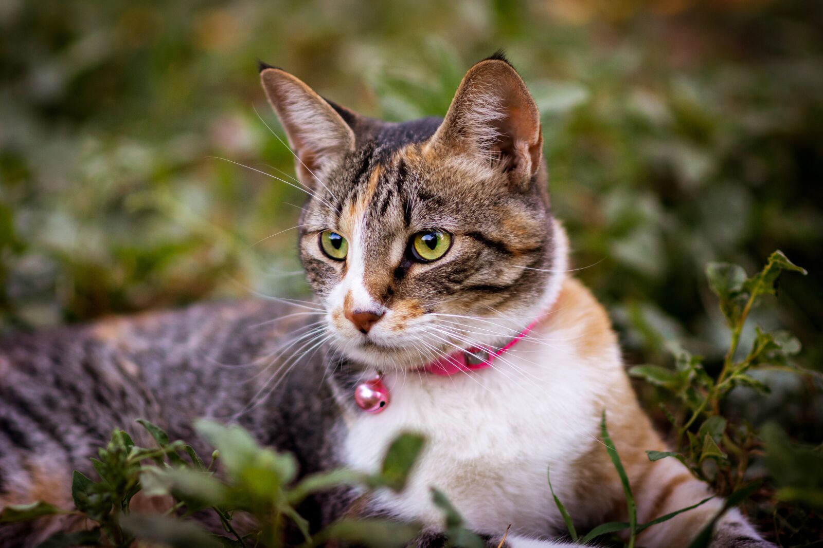Nikon D7200 sample photo. Animal, cat, nature photography