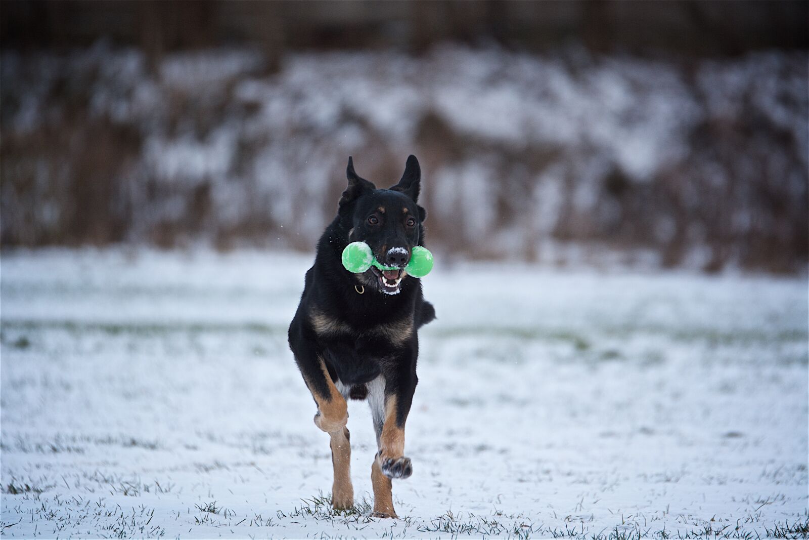 Nikon D7100 sample photo. Dog, study, shepherd photography