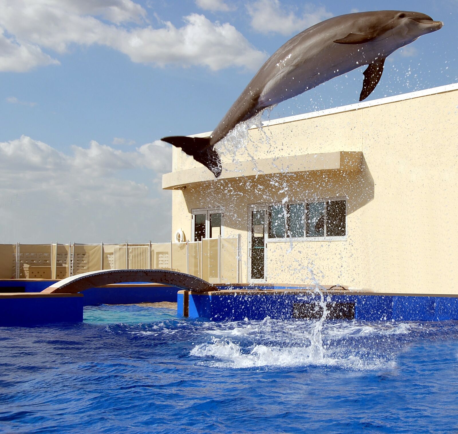 Nikon D200 sample photo. Dolphin, jumping, playing photography